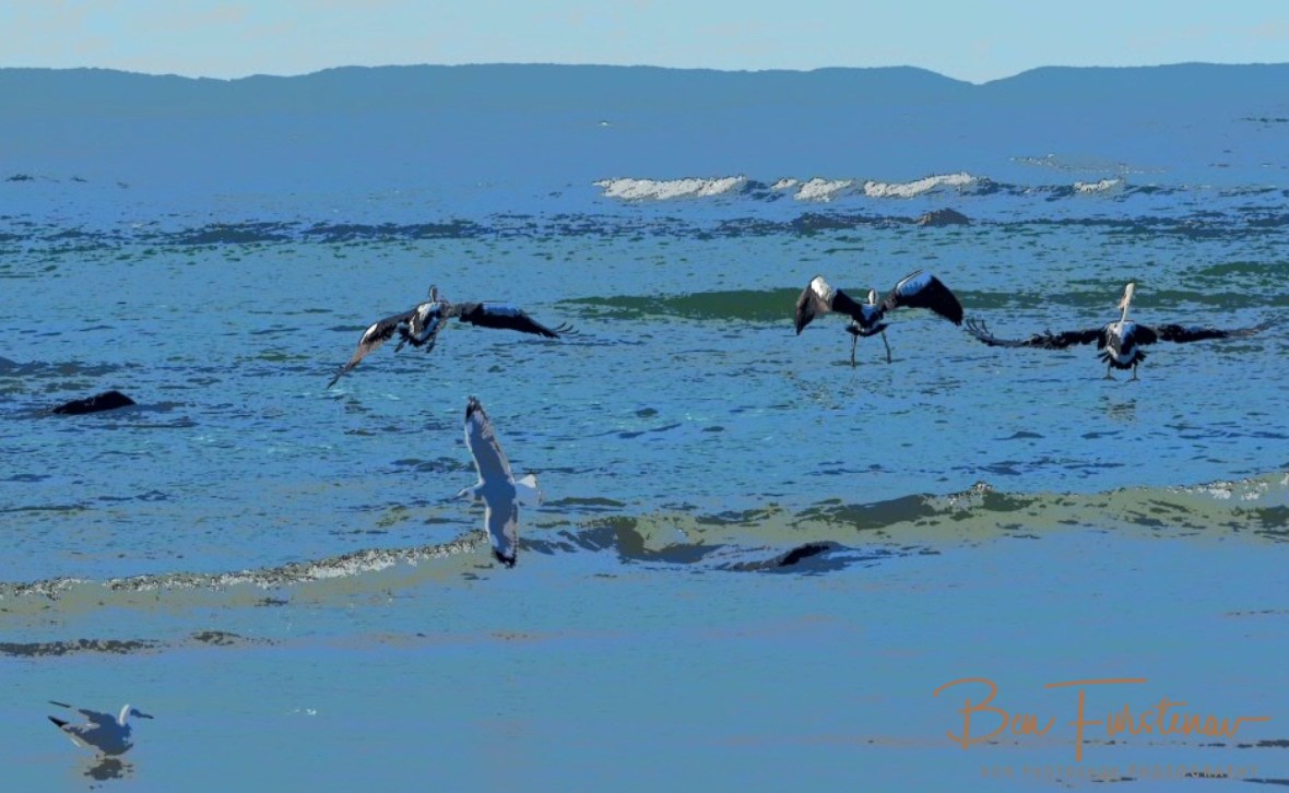 Los Pelicanos in the air @ Woody Head, Northern New South Wales, Australia