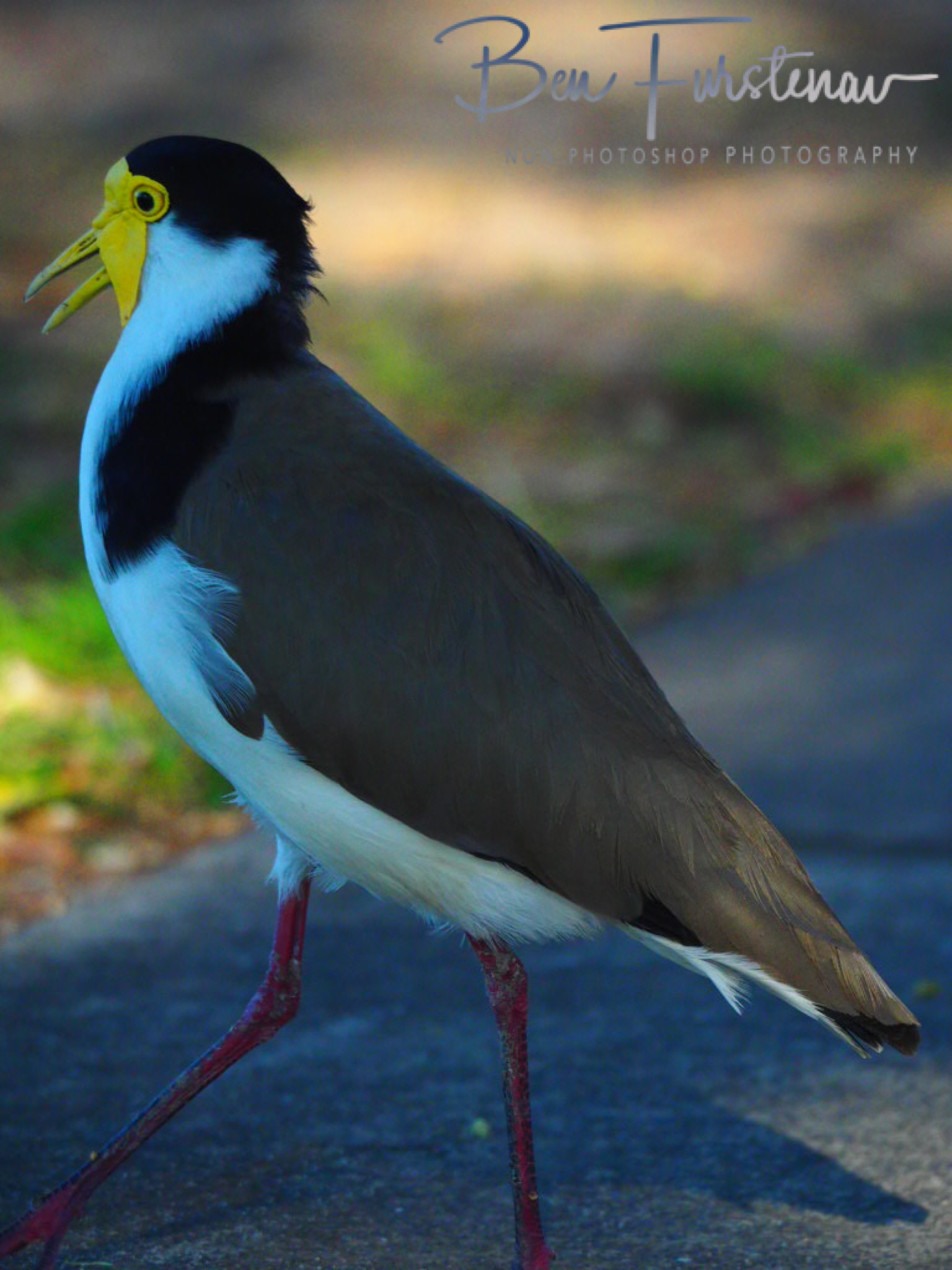 Careful over there! @ Deception Bay, South-East Queensland, Australia