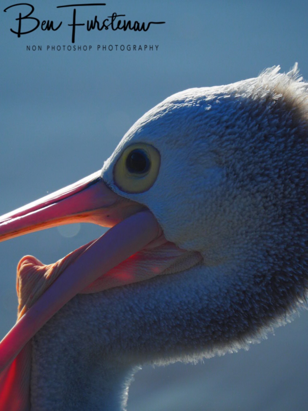 F.... @ Woody Head, Northern New South Wales, Australia