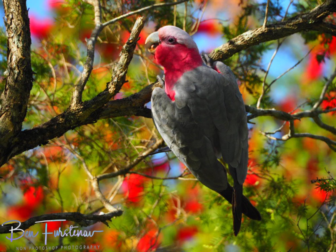 Composure @ Golden Beach, South-east Queensland, Australia