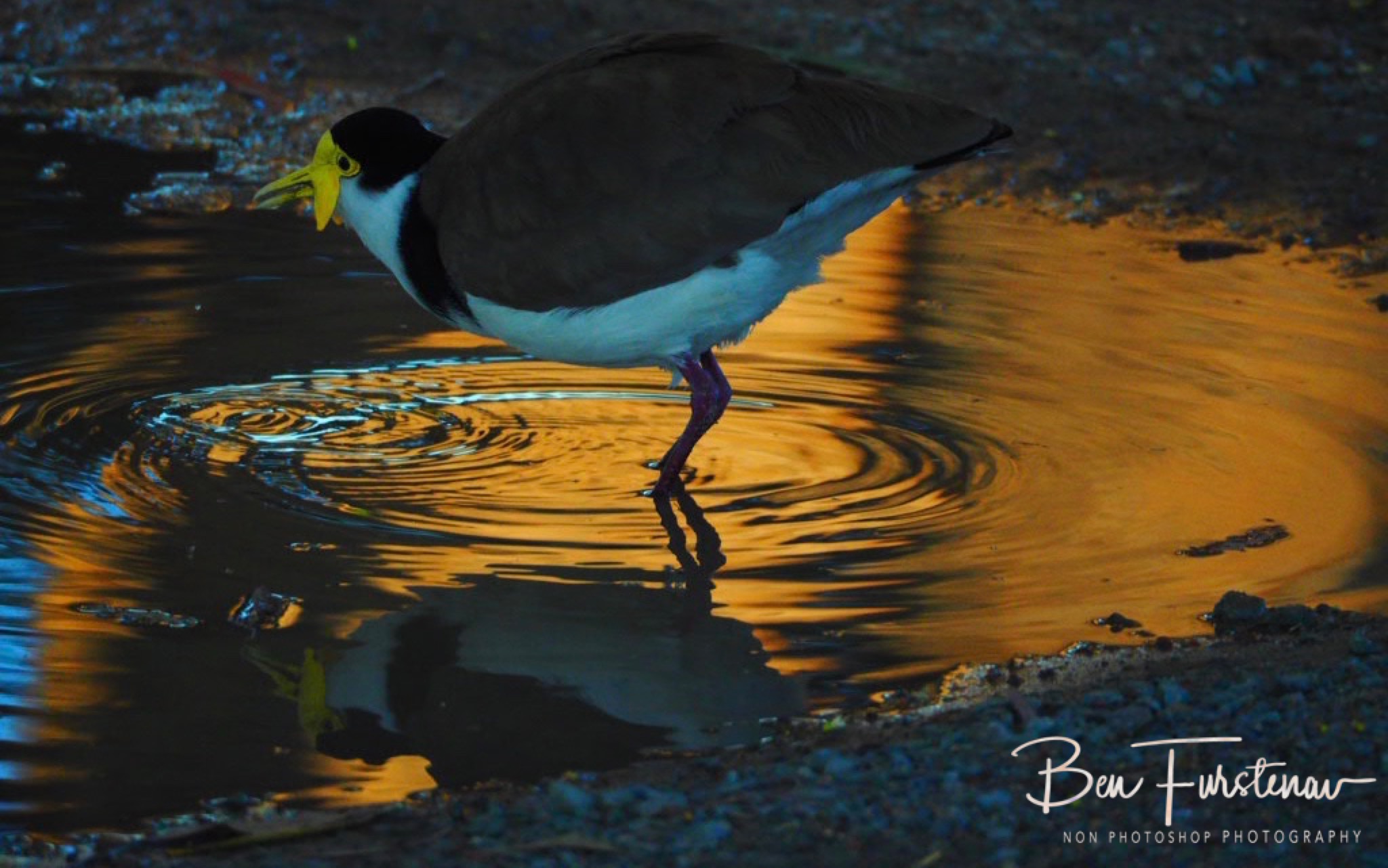 Golden bath @ Deception Bay, South-East Queensland, Australia