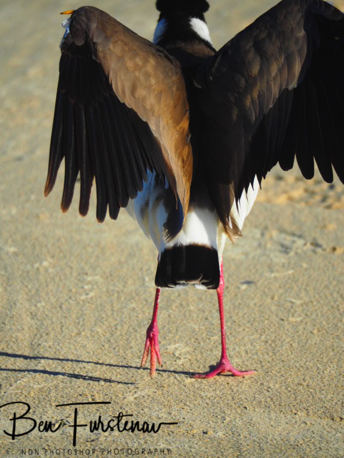 Flying start @ Woody Head, Northern New South Wales, Australia
