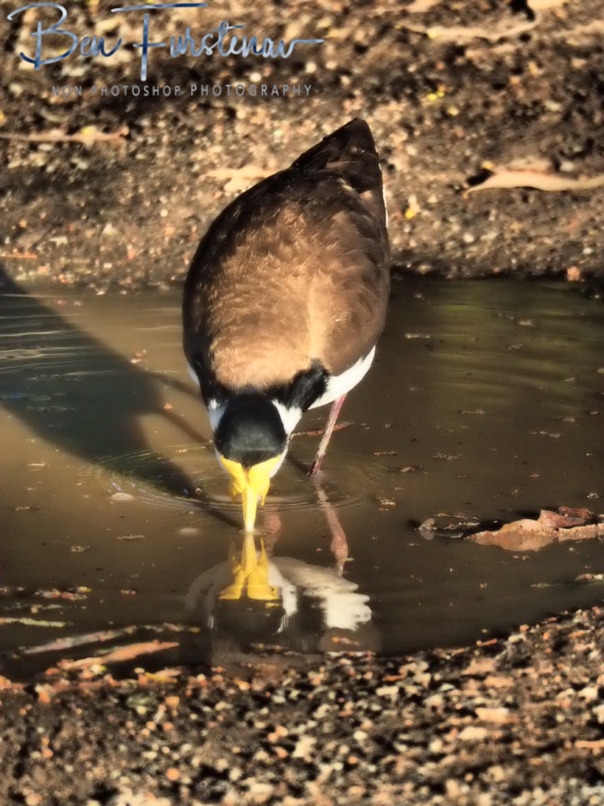 Double mask @ Deception Bay, Queensland, Australia