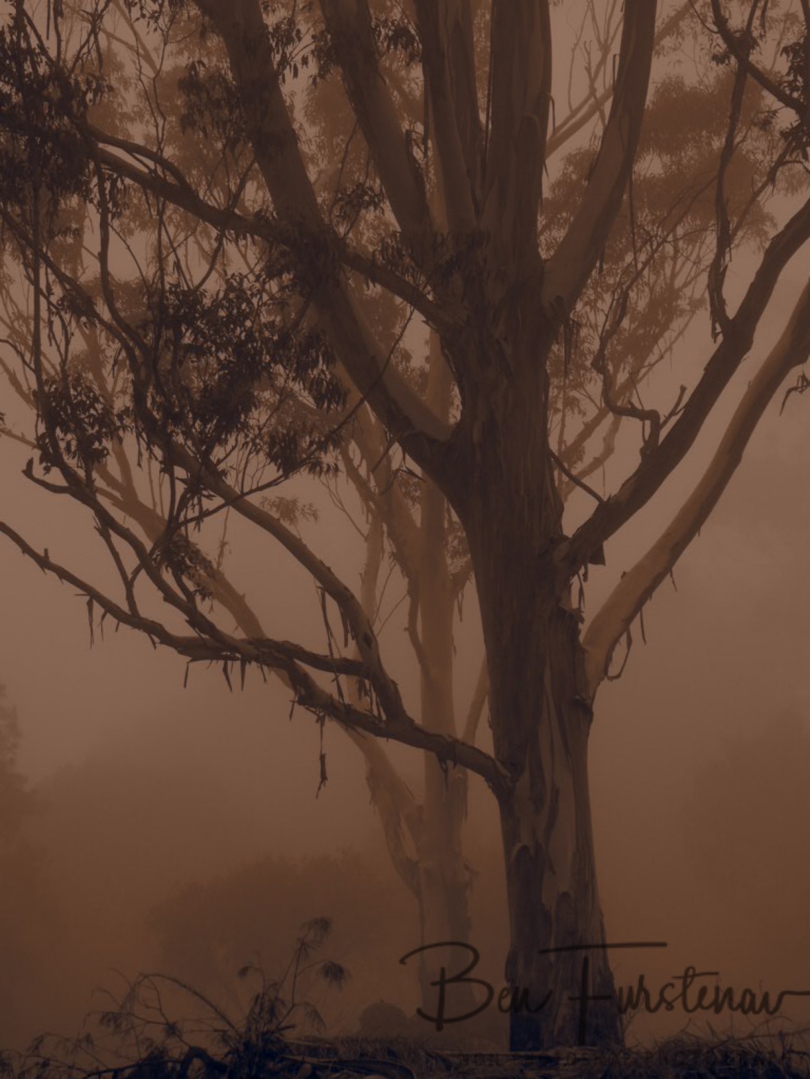 World Heritage listings @Lismore area, Northern New South Wales, Australia