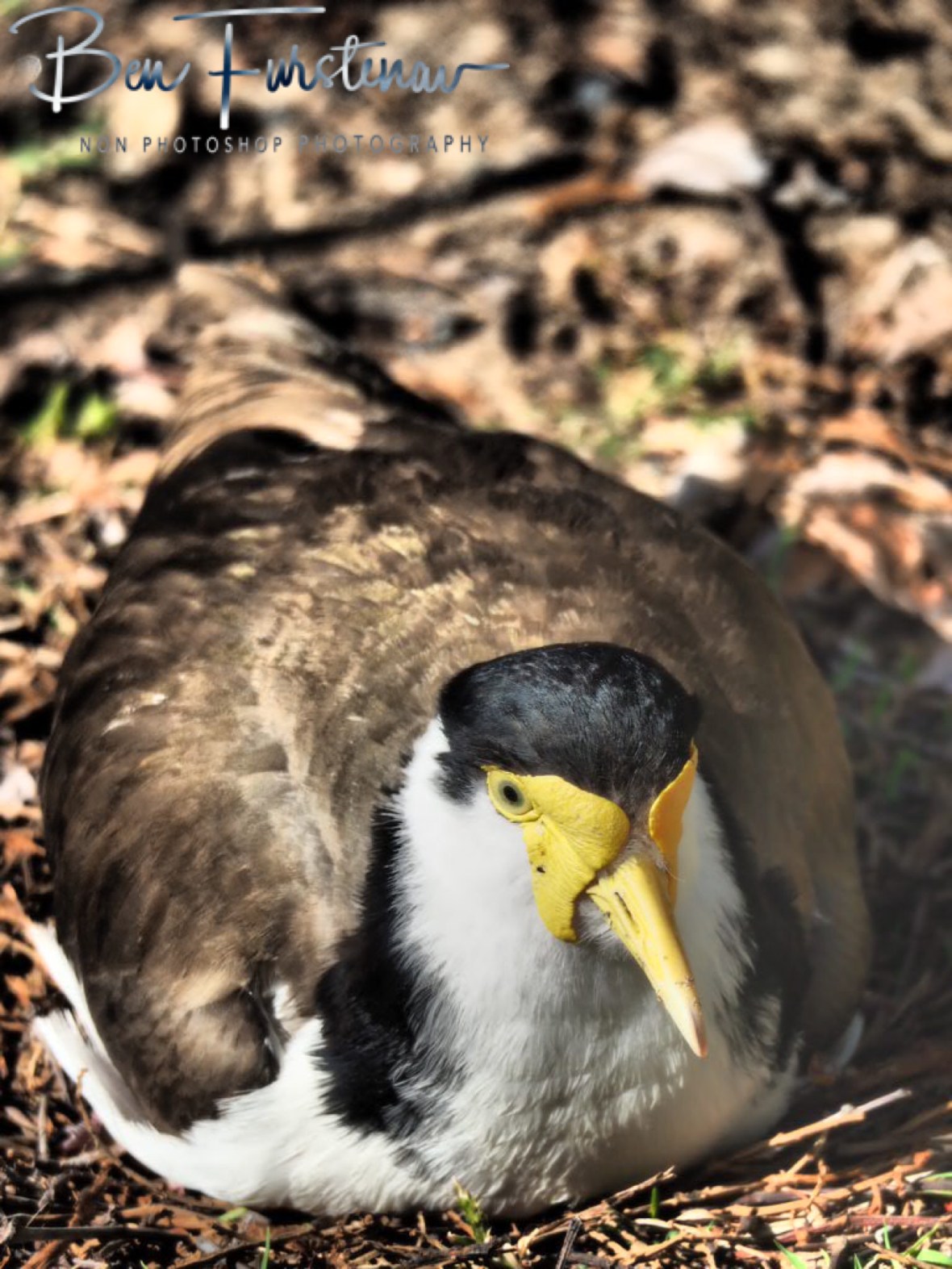 Nesting and resting @ Woody Head, Northern New South Wales, Australia