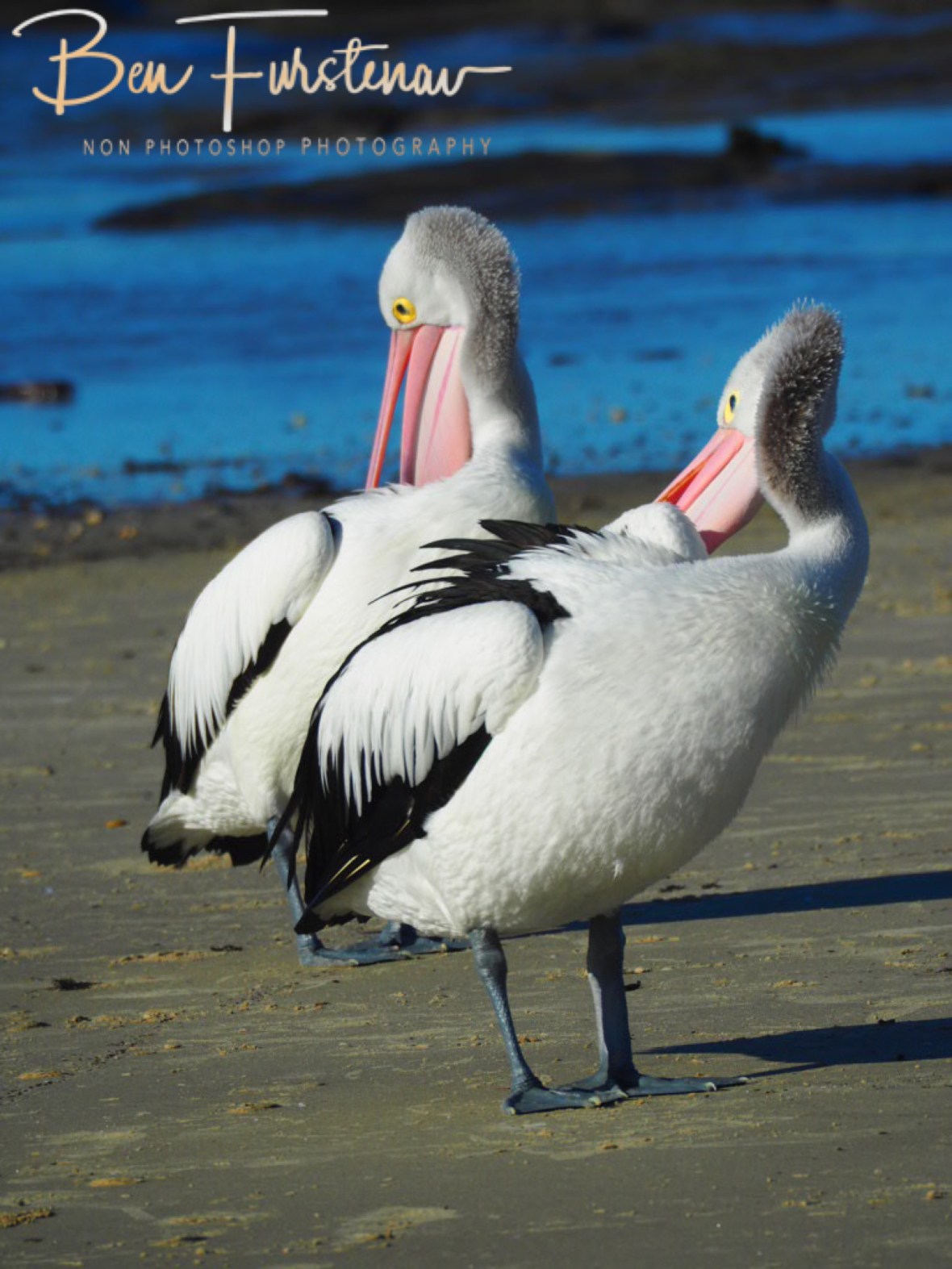 Choreography @ Woody Head, Northern New South Wales, Australia