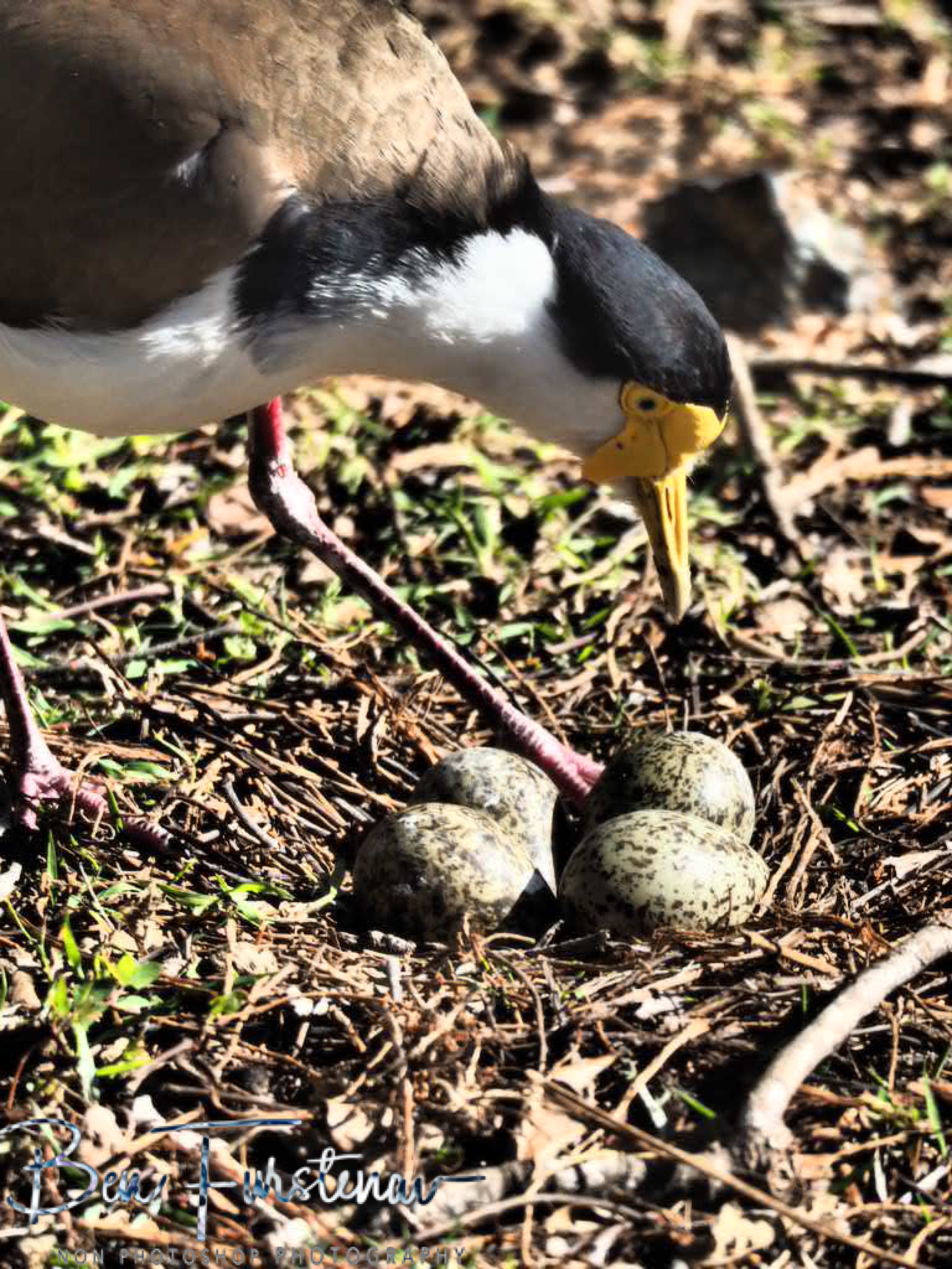Nesting @ Woody Head, Northern New South Wales, Australia