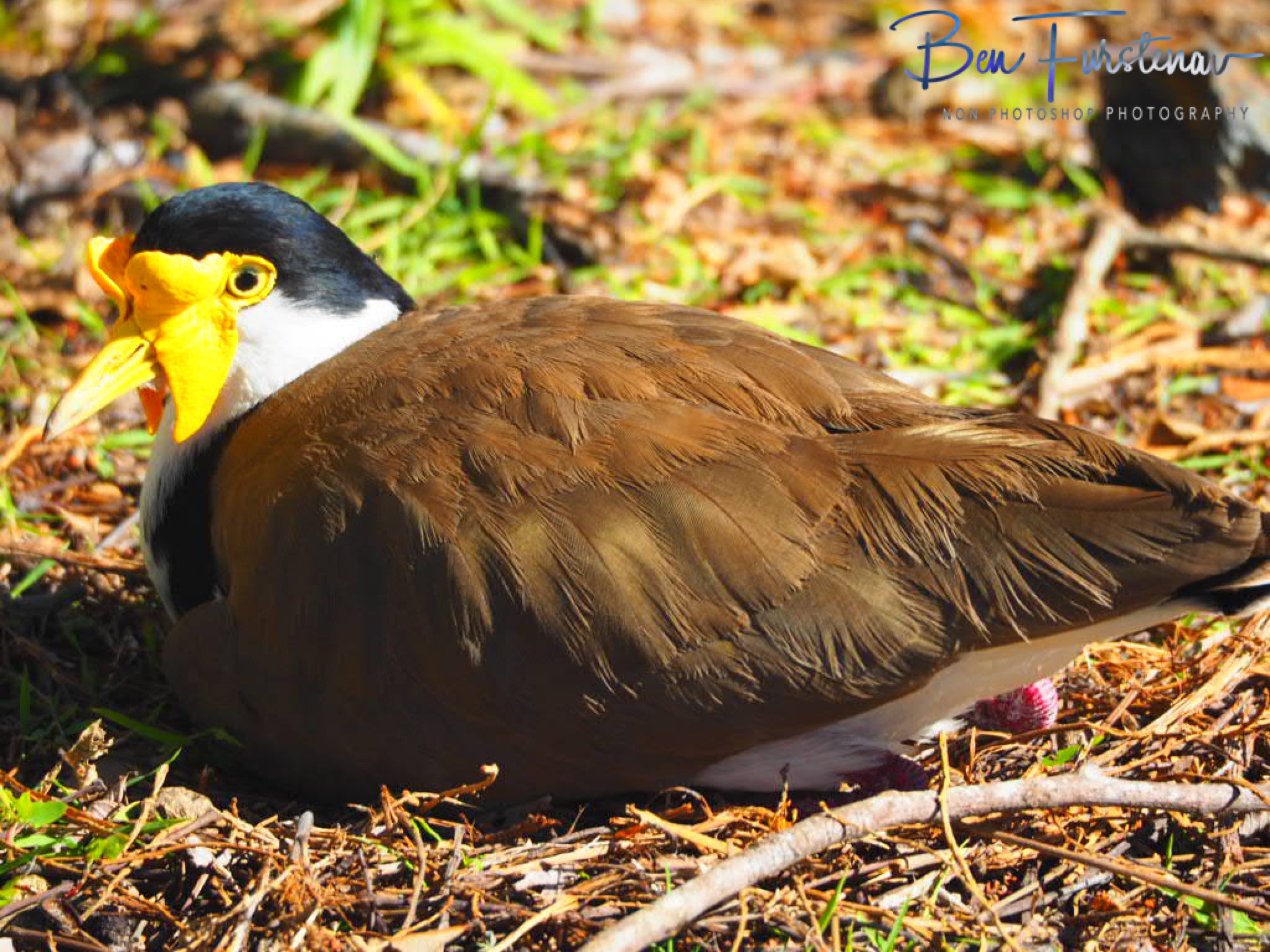 Calm days @ Woody Head, Northern New South Wales, Australia