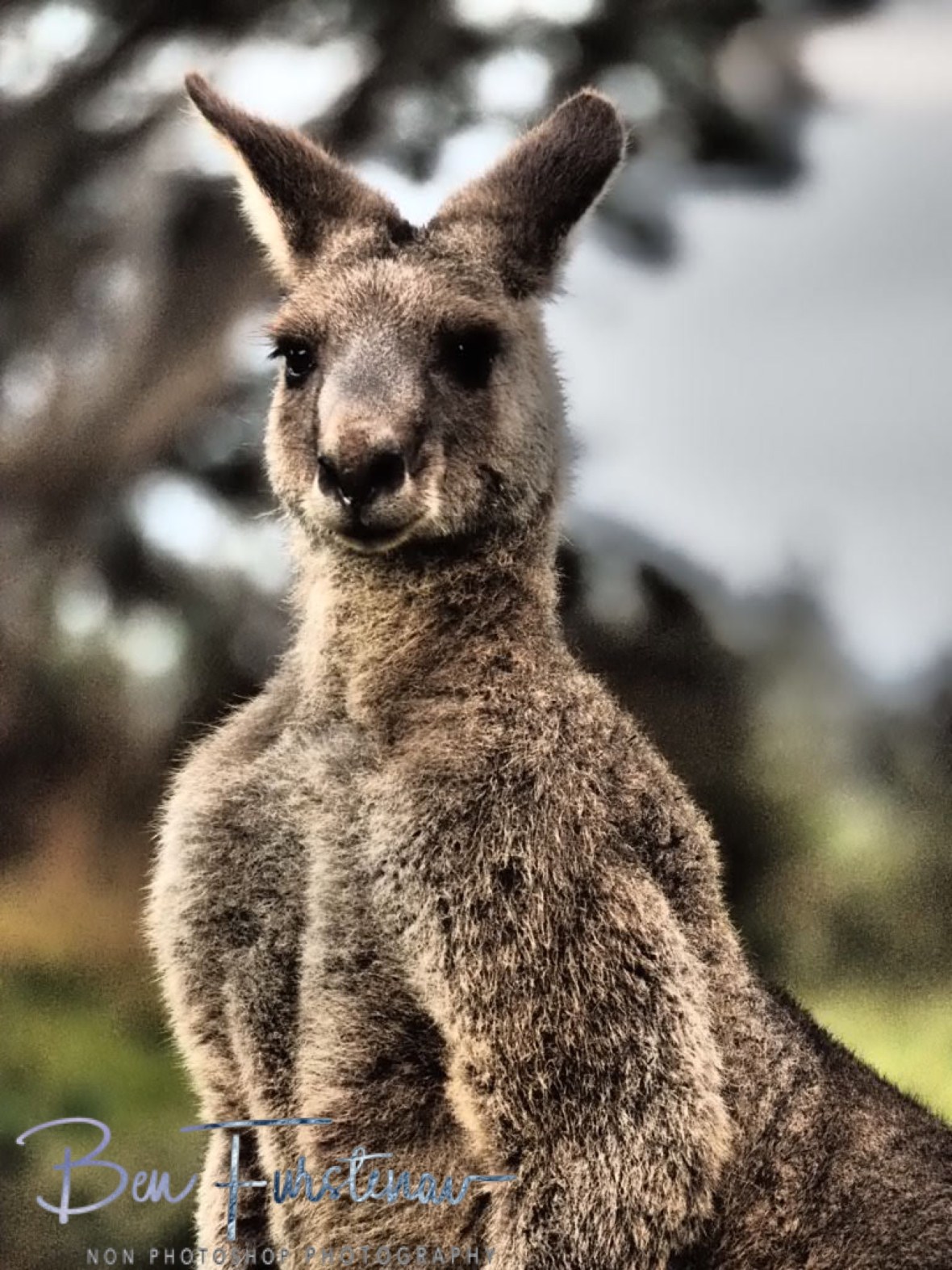 Boomer-rang @ Hat Head, Northern New South Wales, Australia