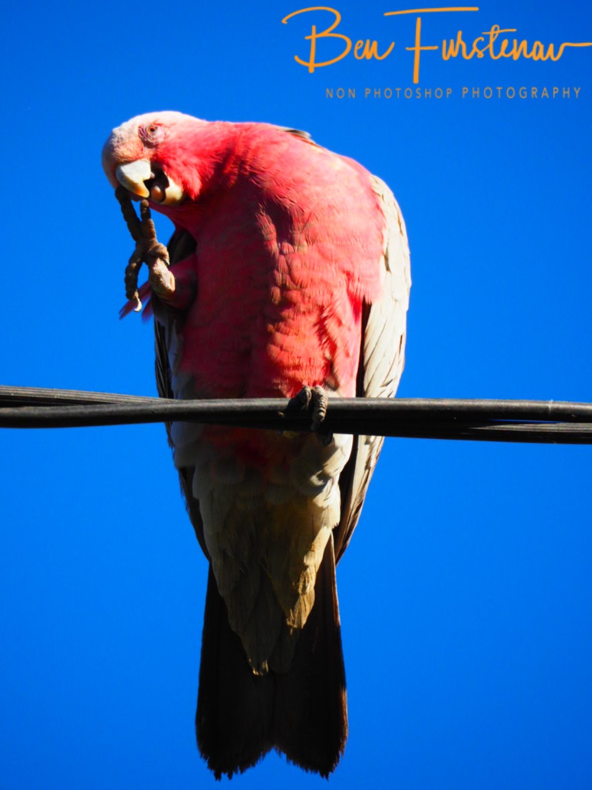 Crazy! @ Golden Beach, South-east Queensland, Australia