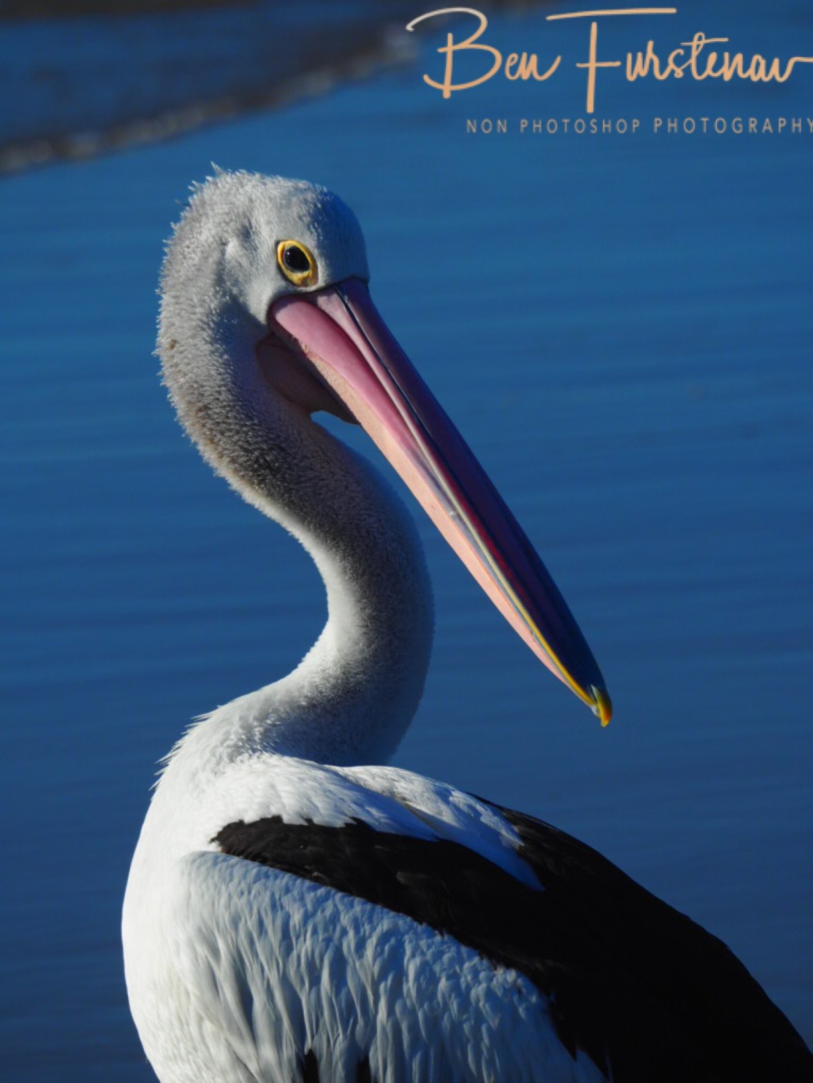 Los Pelicanos @ Woody Head, Northern New South Wales, Australia