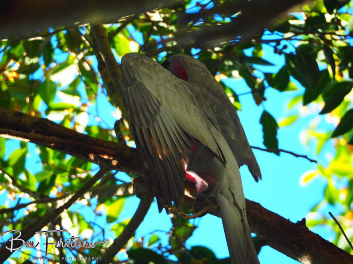 Woody Head, Northern New South Wales, Australia