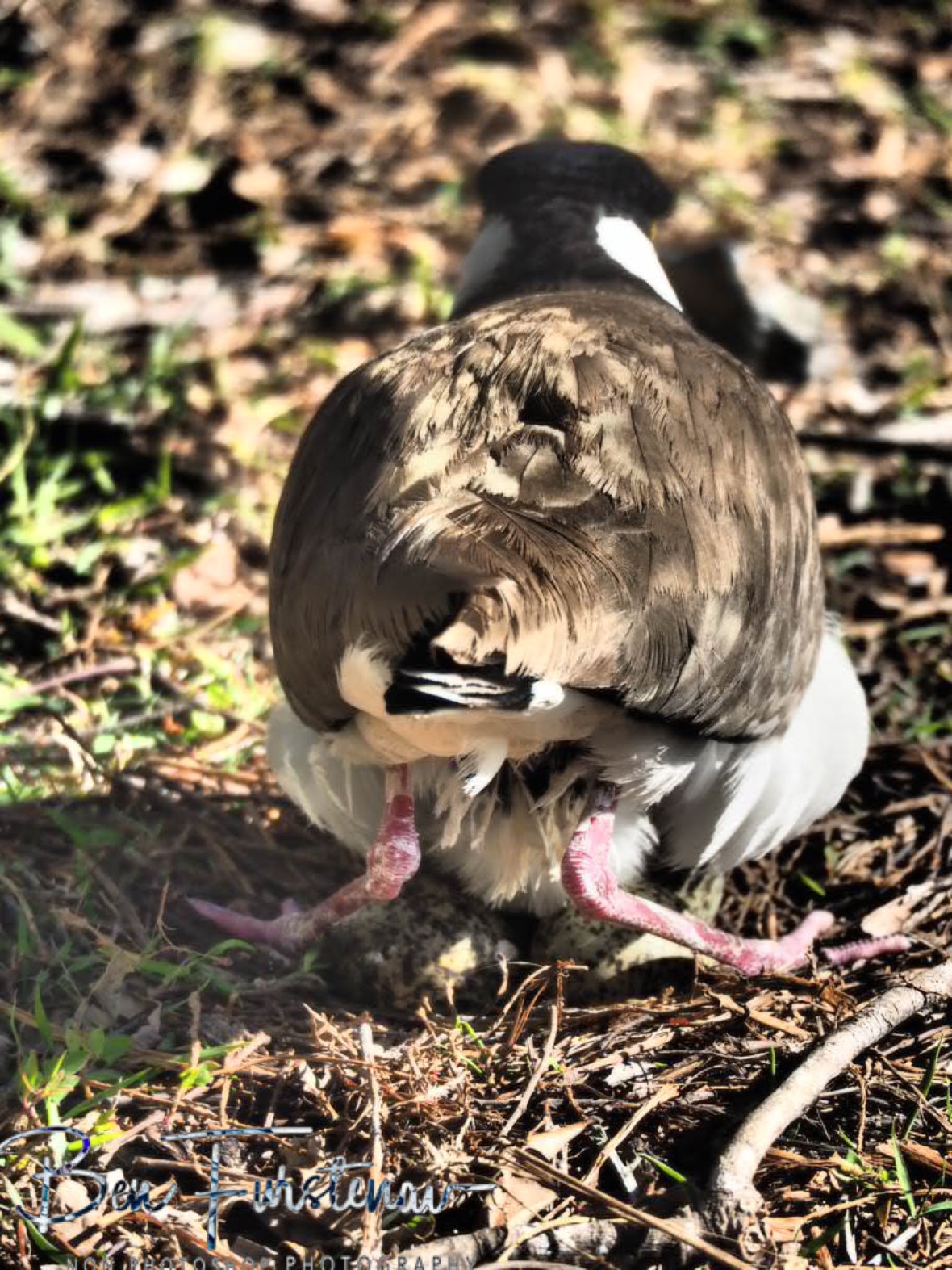 Restless @ Woody Head, Northern New South Wales, Australia