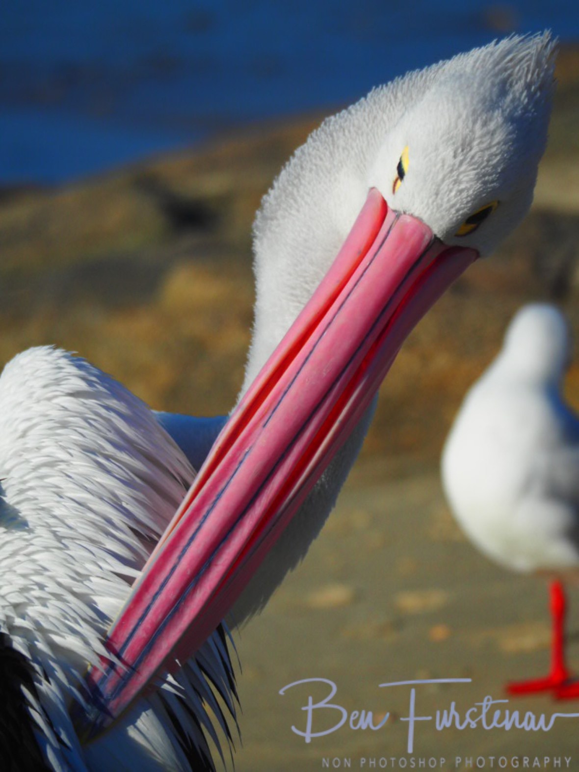 Random reply @ Woody Head, Northern New South Wales, Australia
