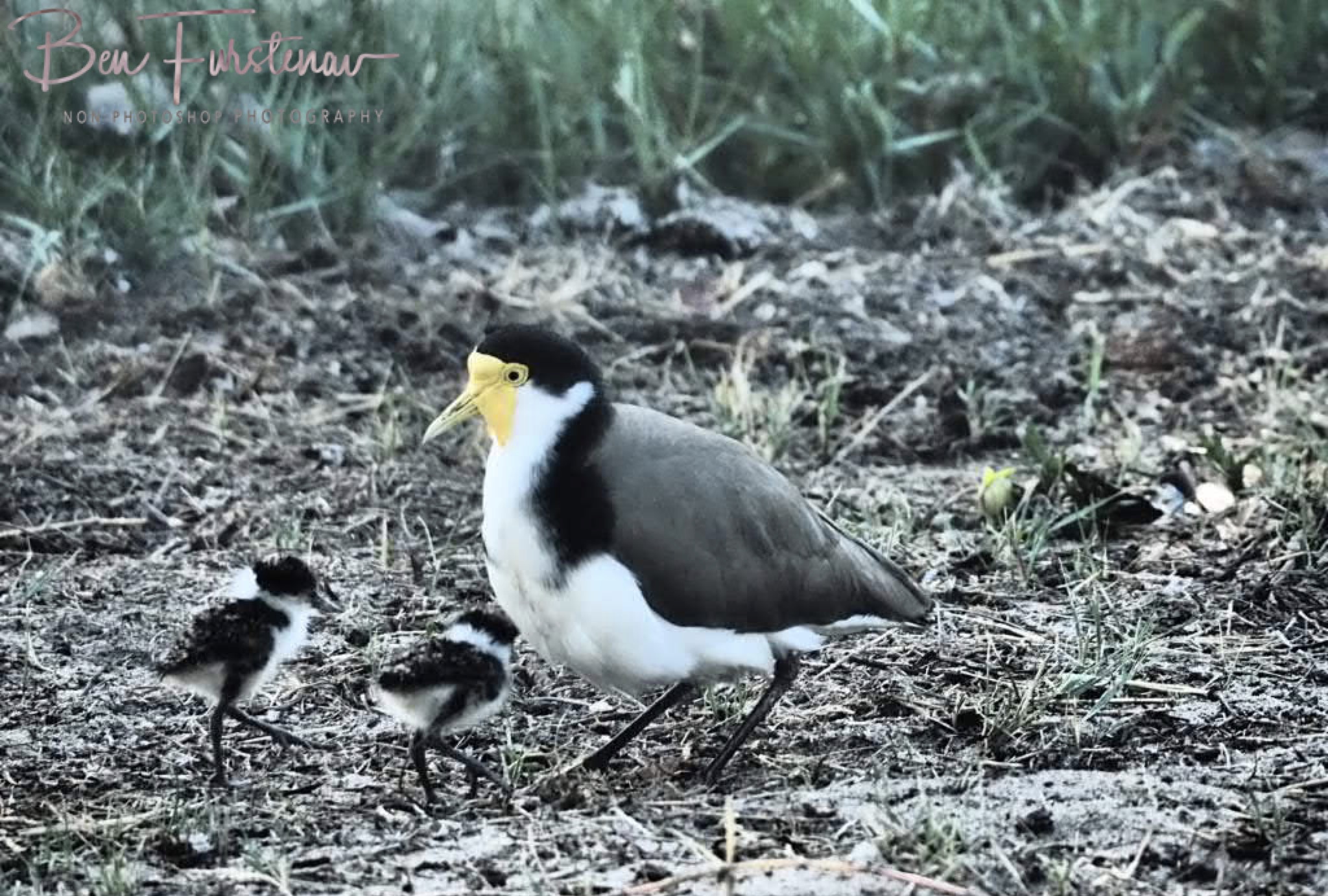 Feather shelter @ Deception Bay, South-East Queensland, Australia