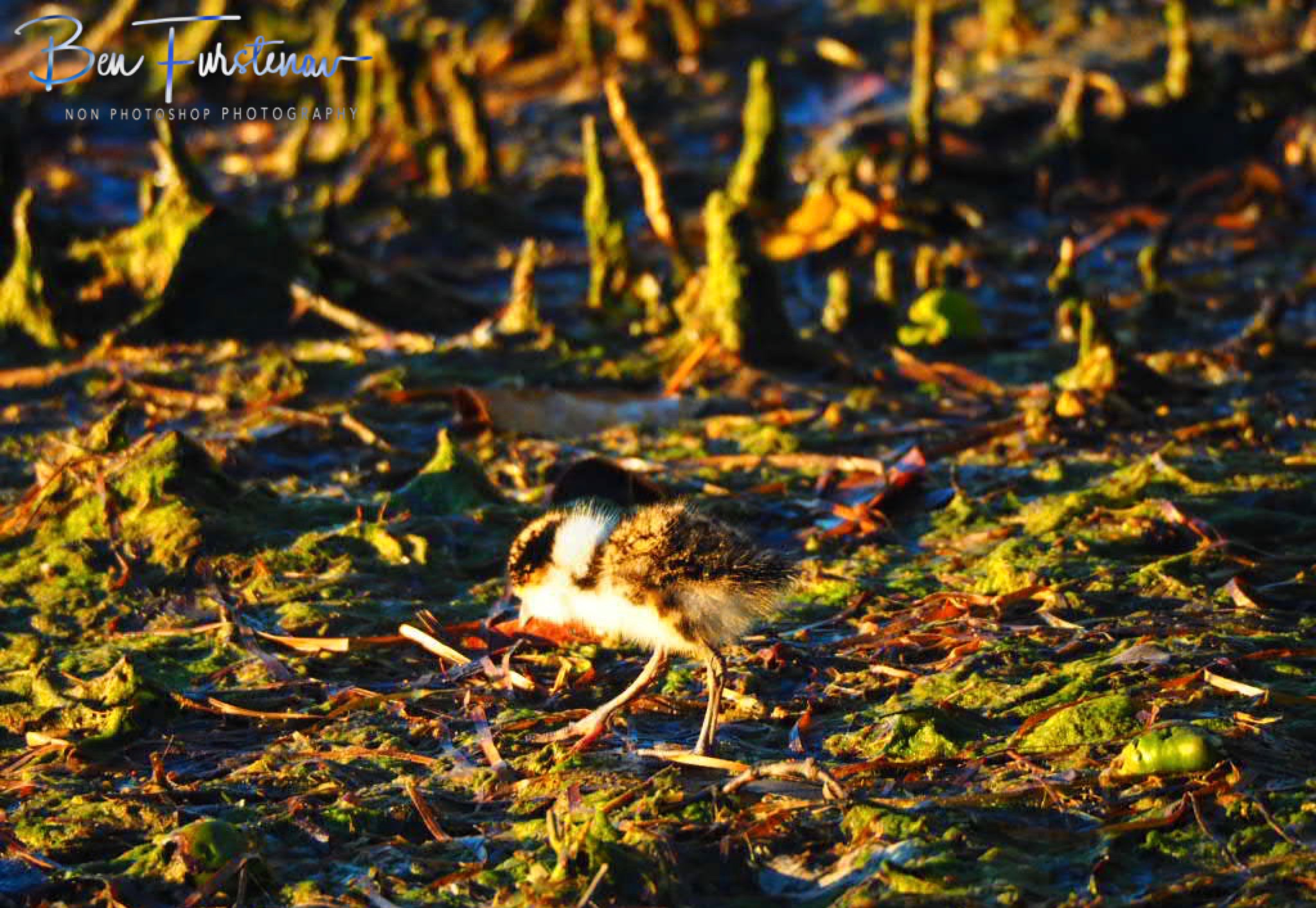 Feeding frenzy @ Deception Bay, South-East Queensland, Australia