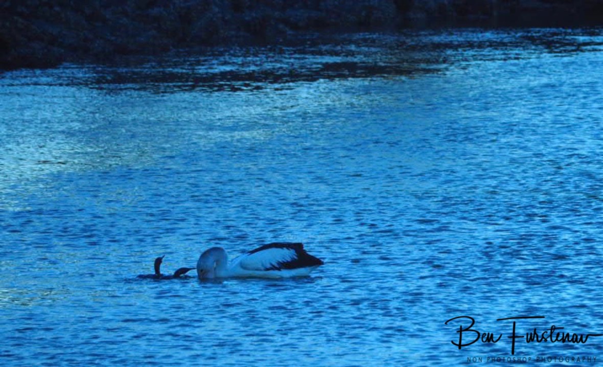 Beaksize matters @ Brunswick Heads, Northern New South Wales, Australia