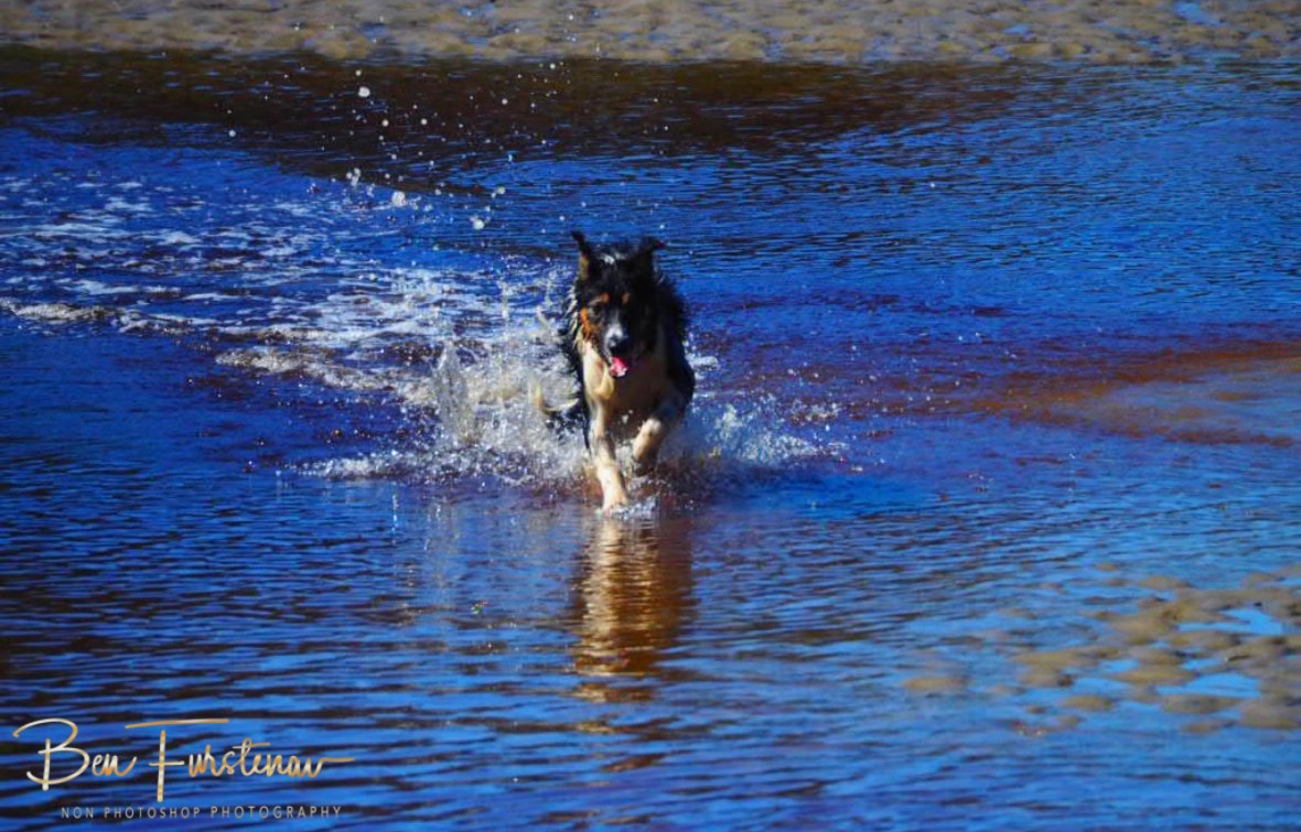 Doggie’s playgrounds @ Brunswick Heads, Northern New South Wales, Australia