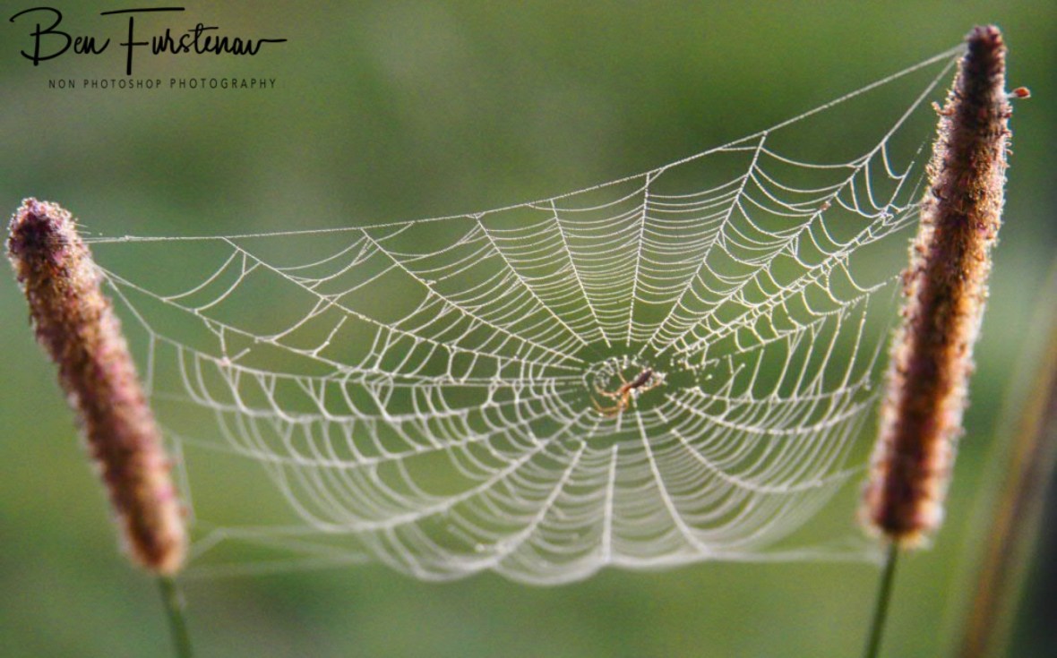 Visible spider art @ Ulmarra, Northern New South Wales, Australia