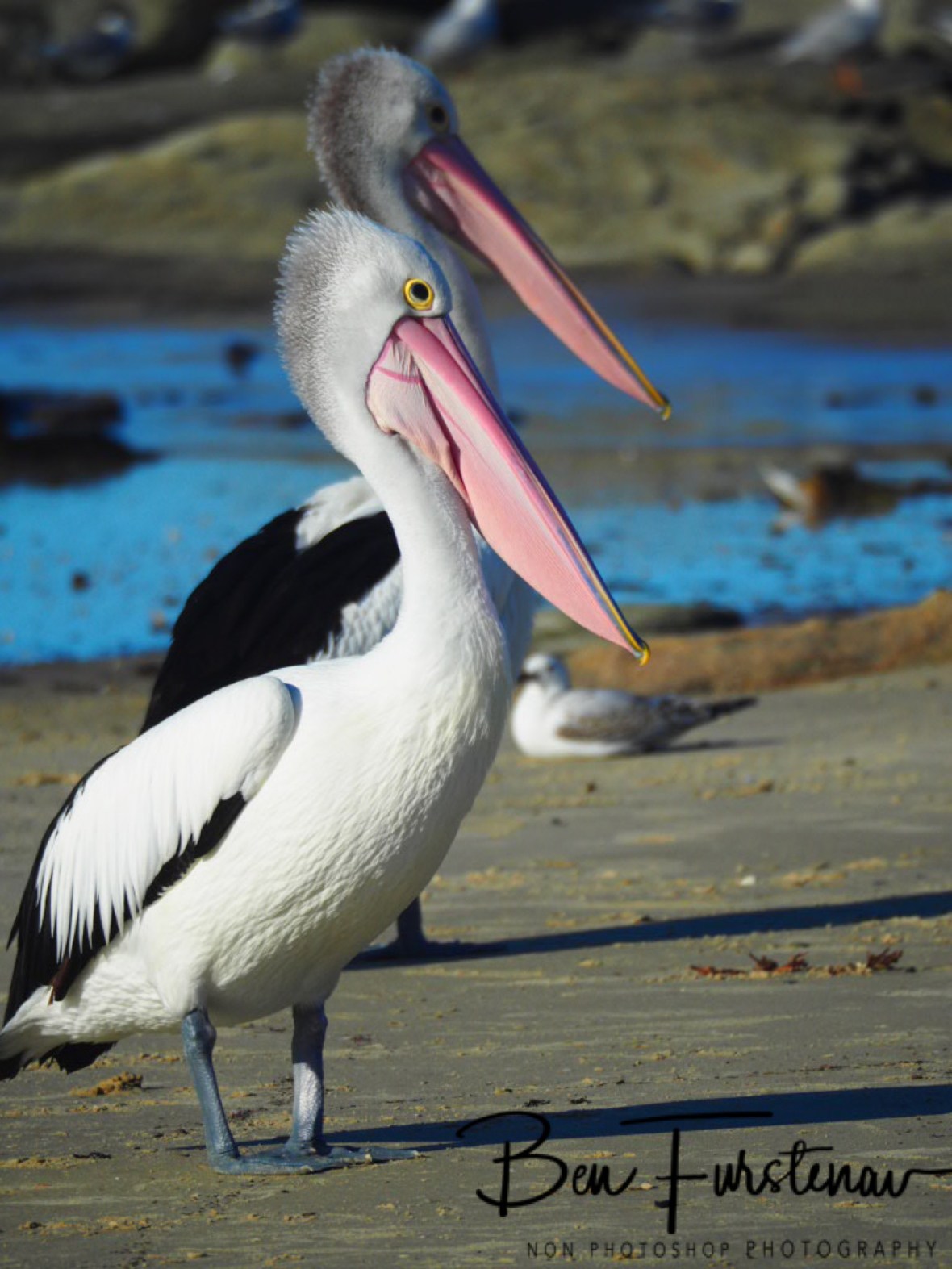 Tit for tat @ Woody Head, Northern New South Wales, Australia