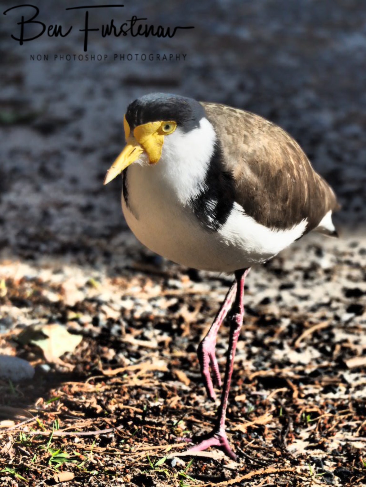 Deceiving unwanted attention @ Woody Head, Northern New South Wales, Australia