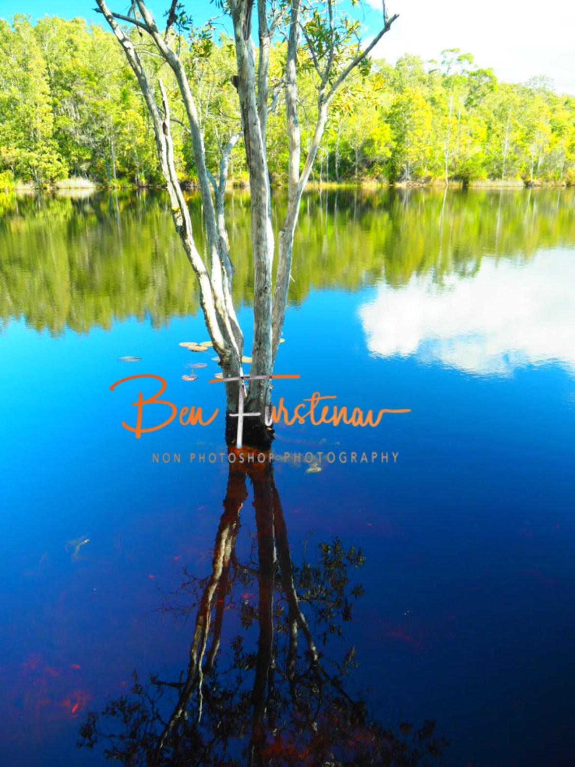 Artistic at tyagara swamp @ Brunswick Heads, Northern New South Wales, Australia