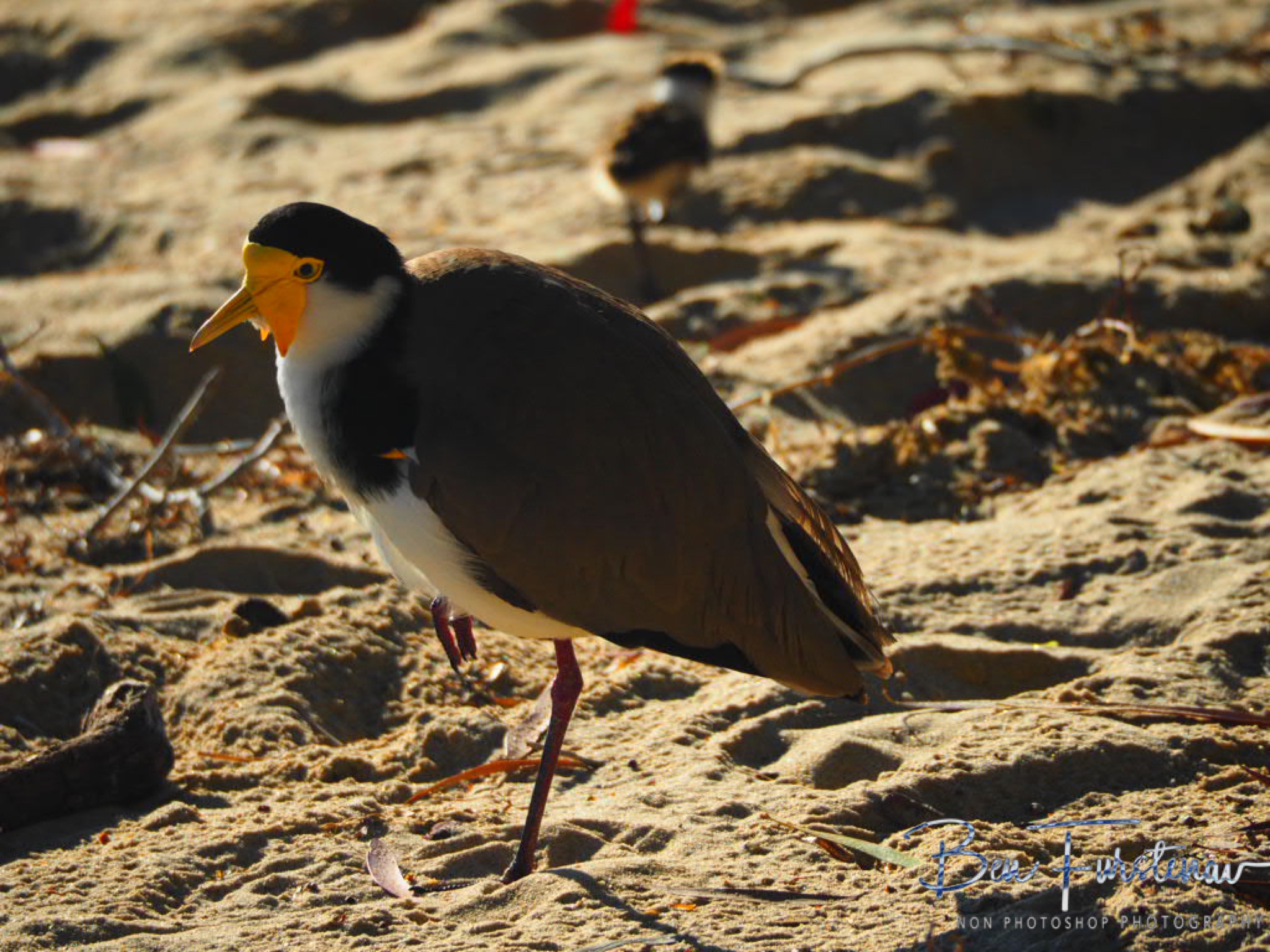 Scattered @ Deception Bay, South-East Queensland, Australia