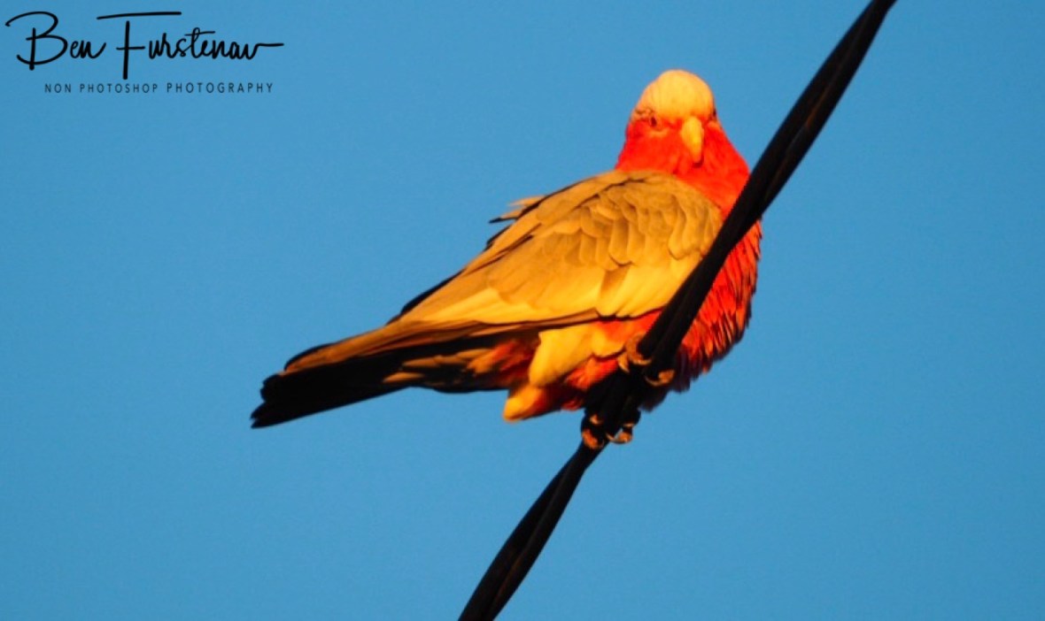 Nerves of steel @ Evans Head, Northern New South Wales, Australia