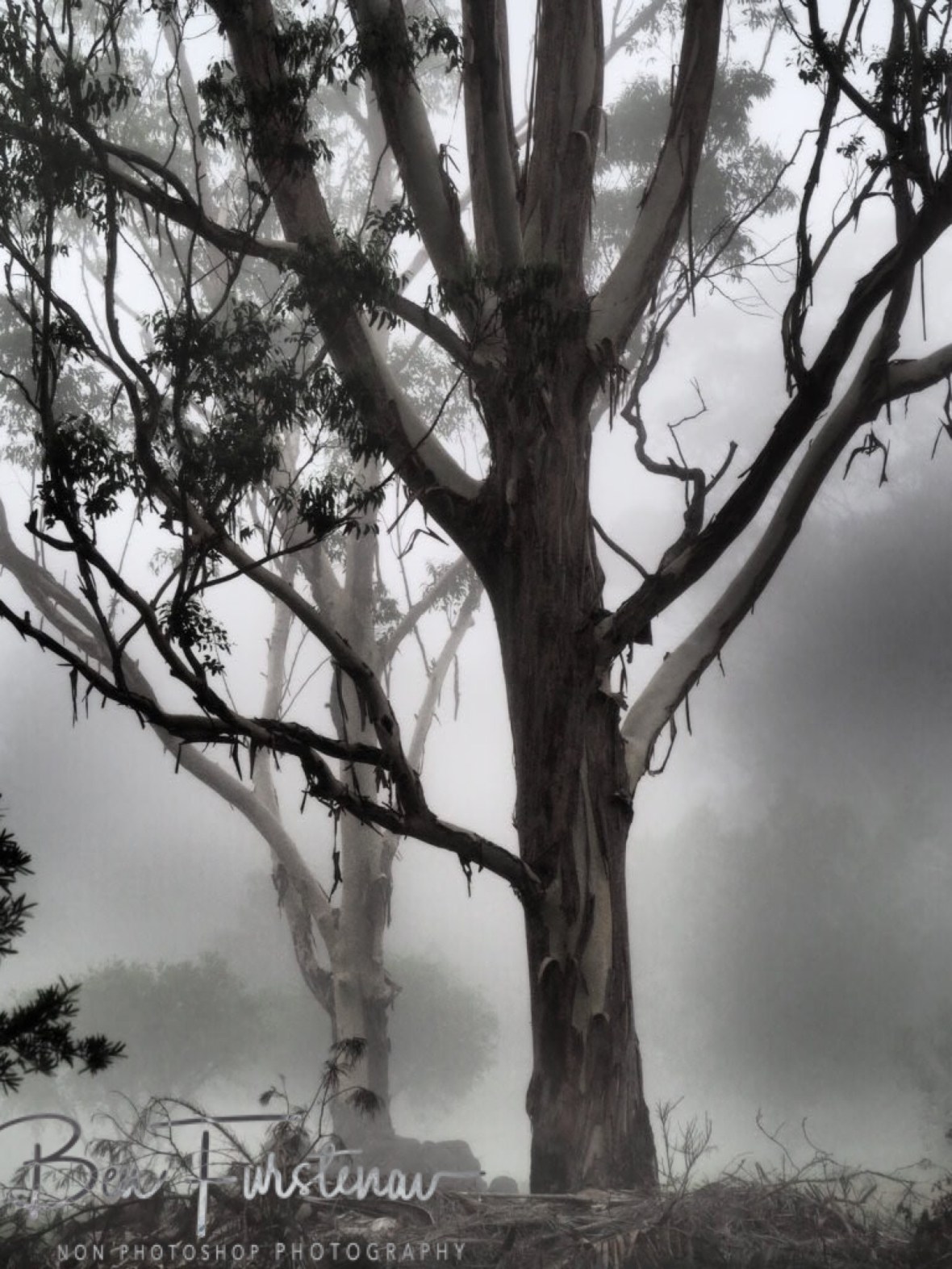 Mist-erious @ Lismore area, Northern New South Wales, Australia