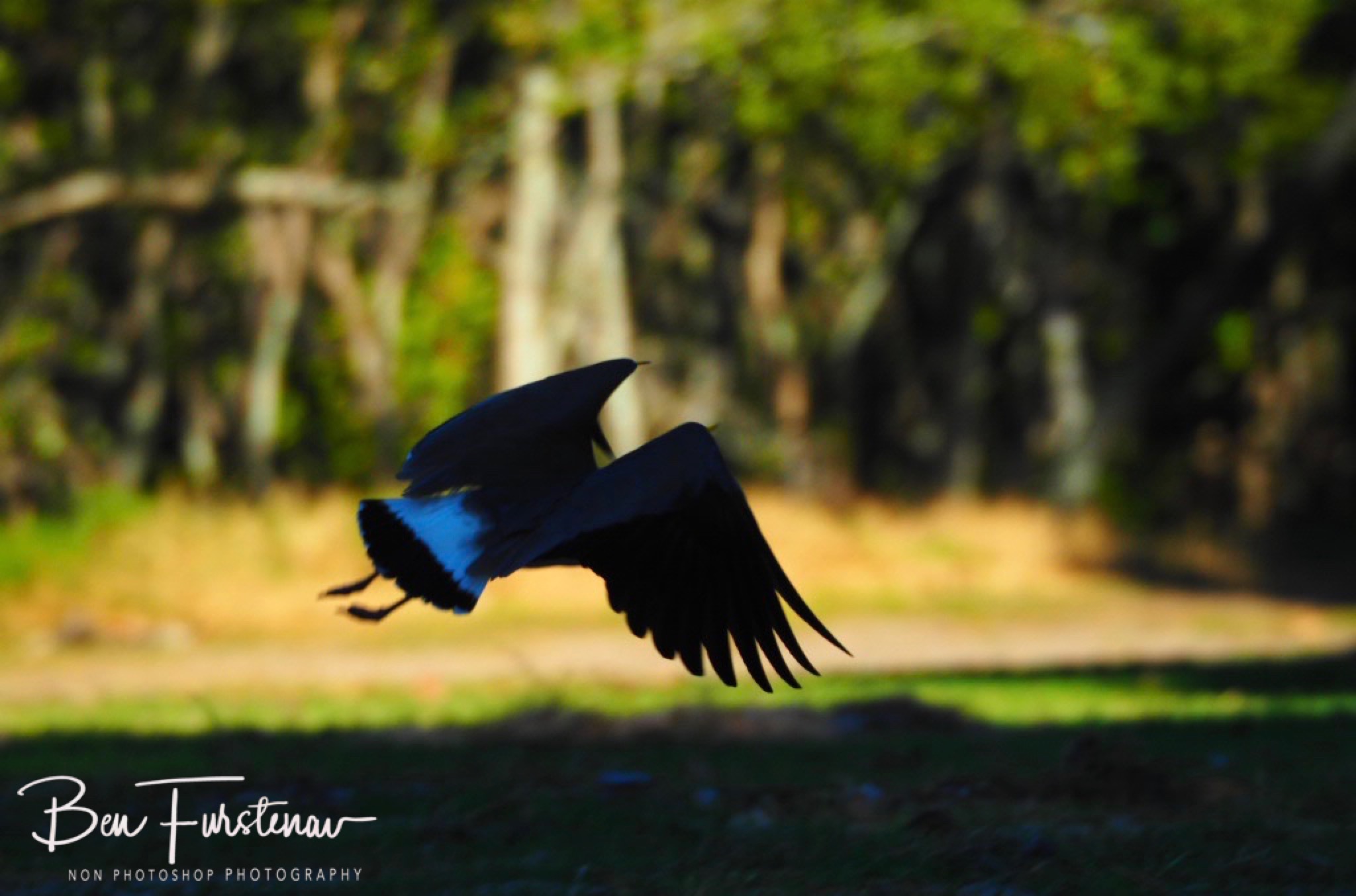 I’ll be back @ Deception Bay, South-East Queensland, Australia