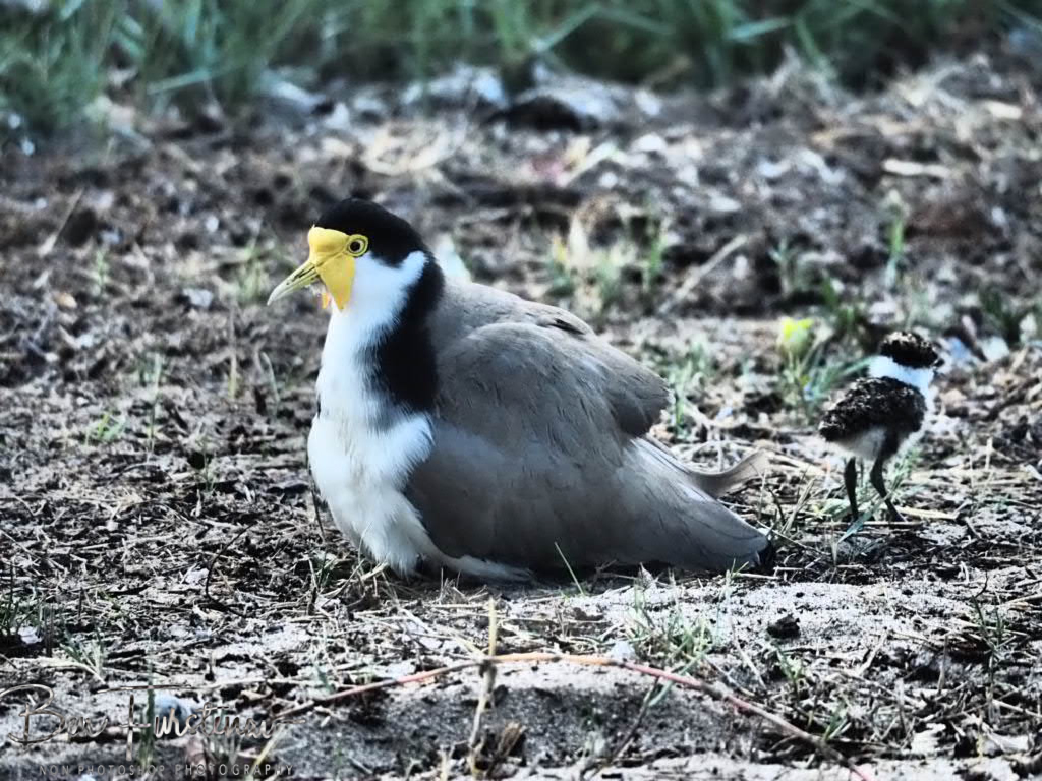 Gonski! @ Deception Bay, South-East Queensland, Australia
