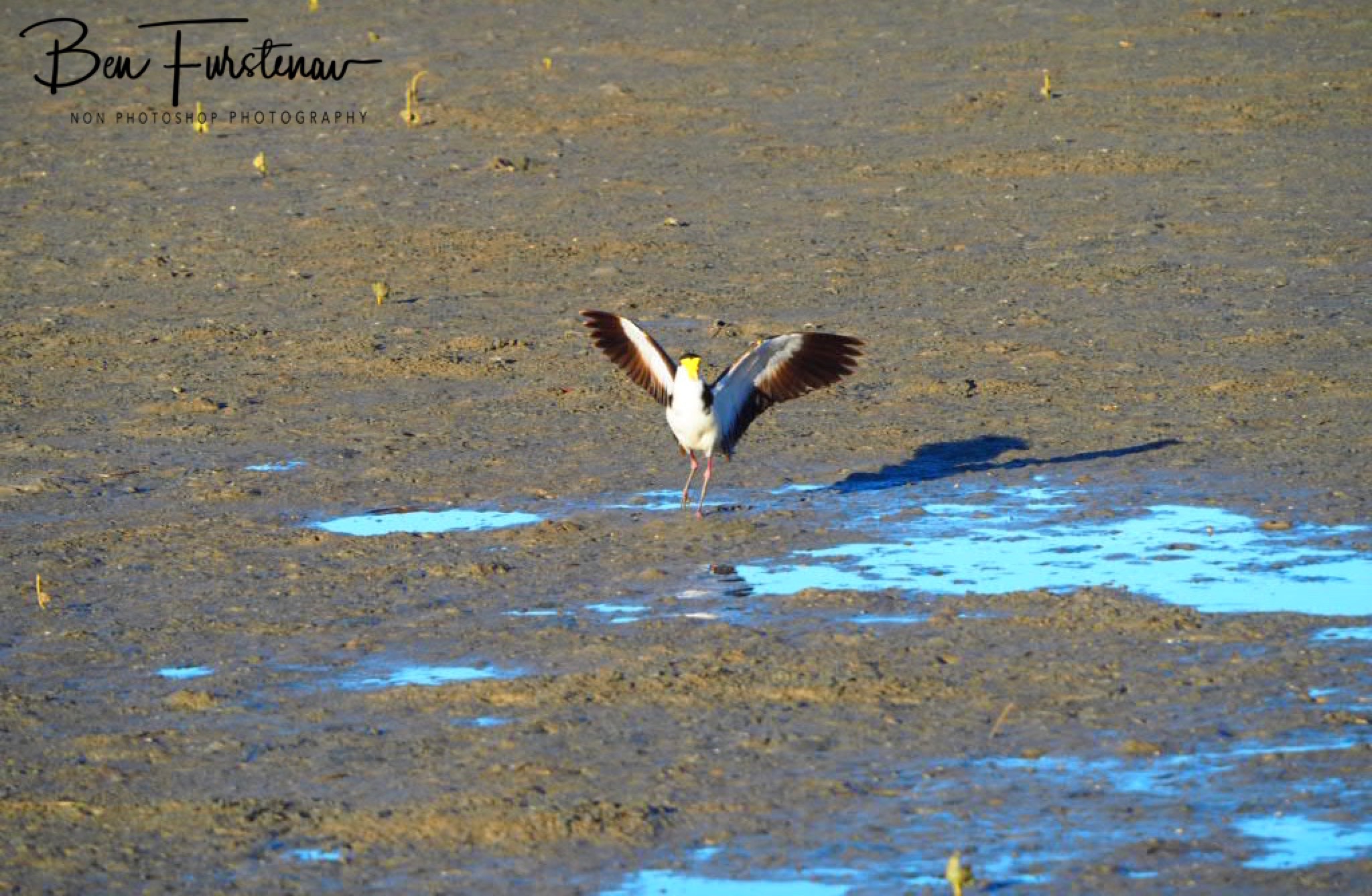 Wingspan @ Deception Bay, South-East Queensland, Australia