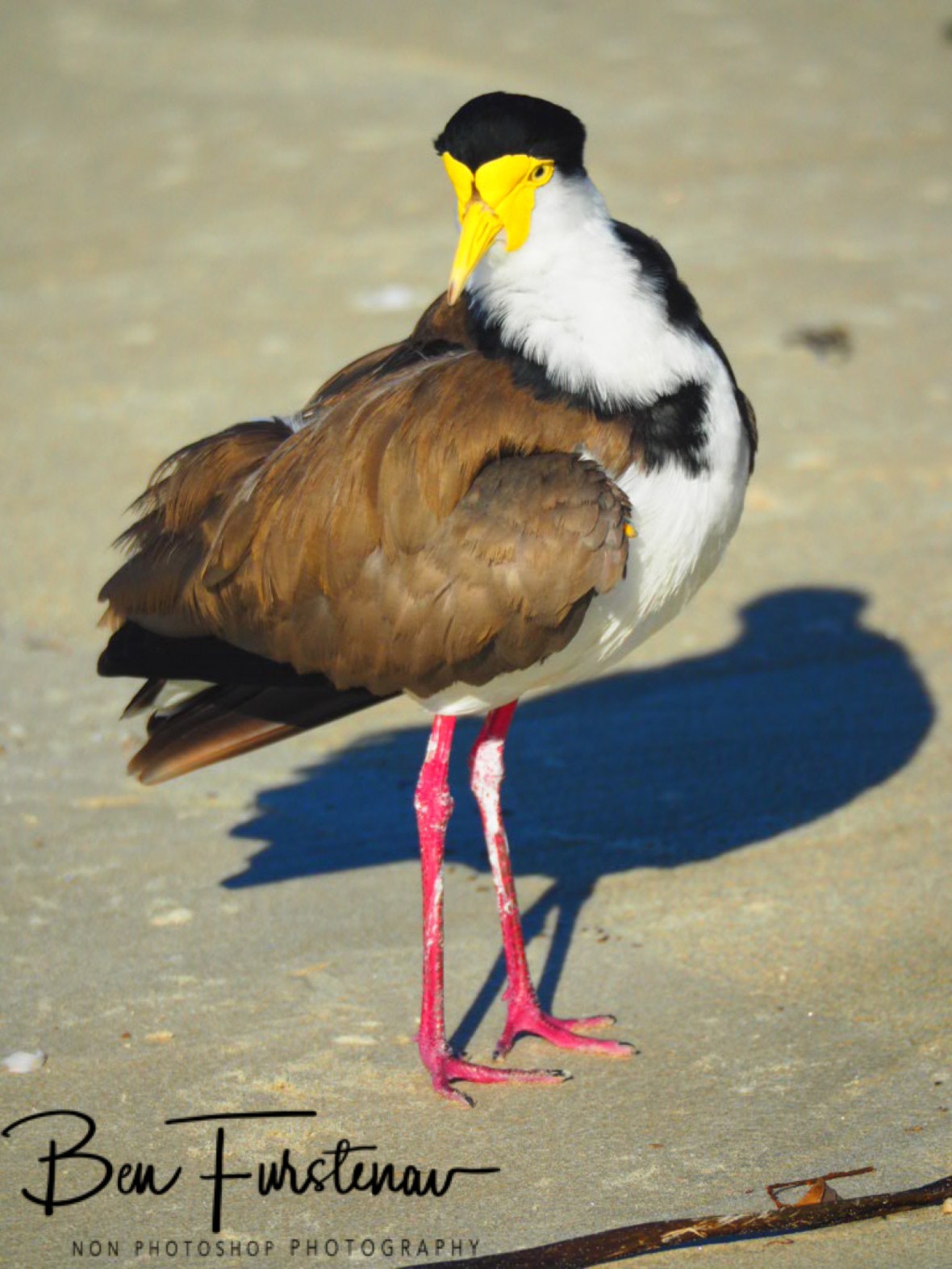 Ready when you are! @ Woody Head, Northern New South Wales, Australia