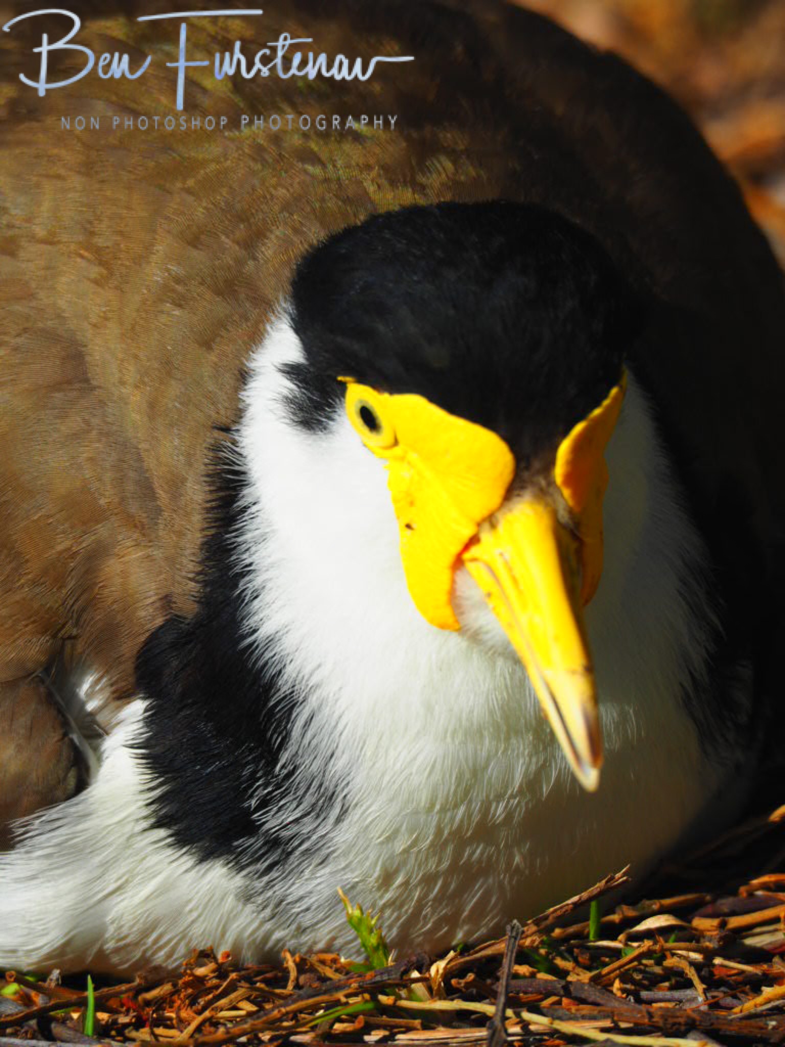 Yellow masquerade @ Woody Head, Northern New South Wales, Australia