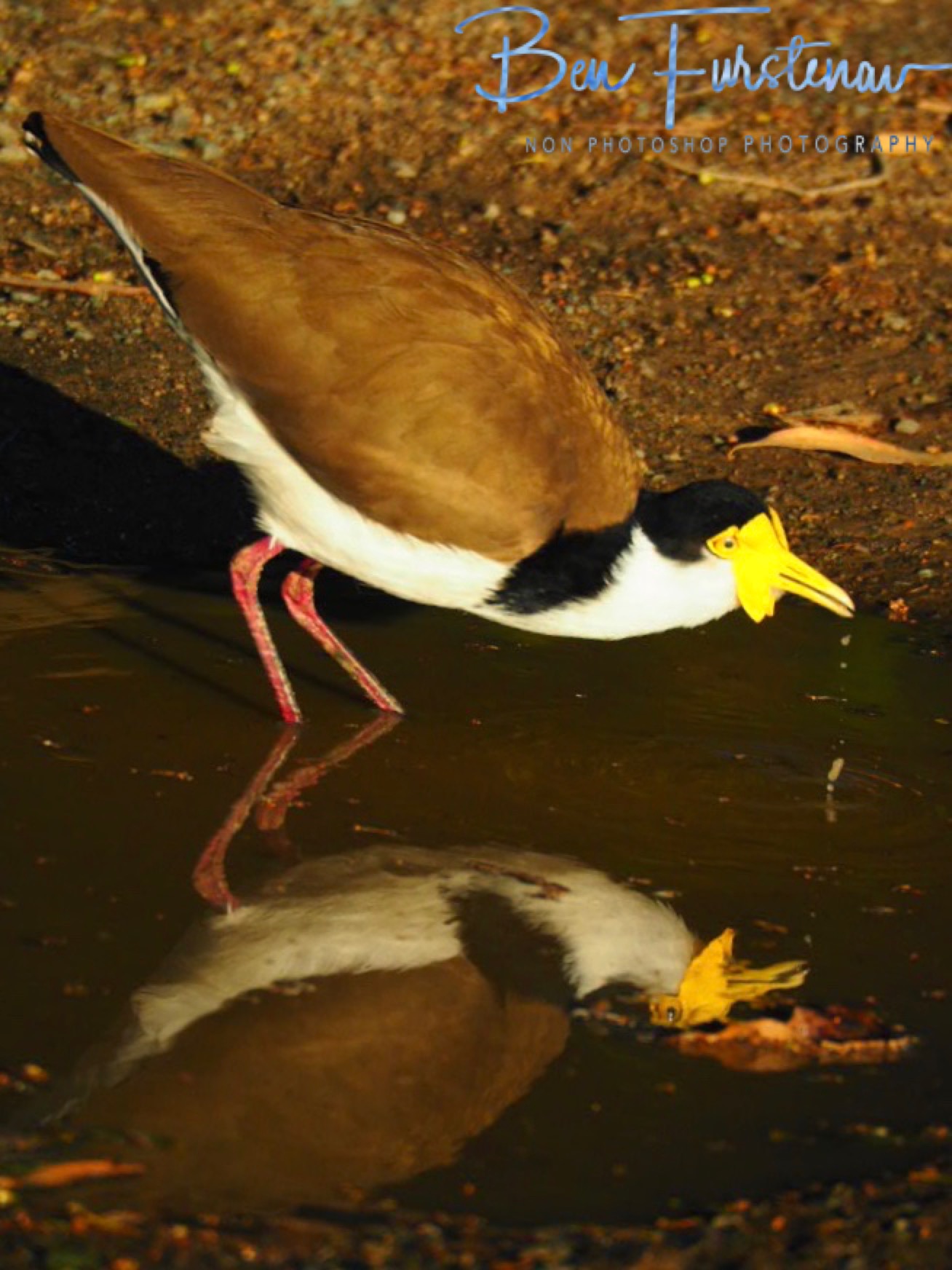 Thirst quencher @ Deception Bay, South-East Queensland, Australia