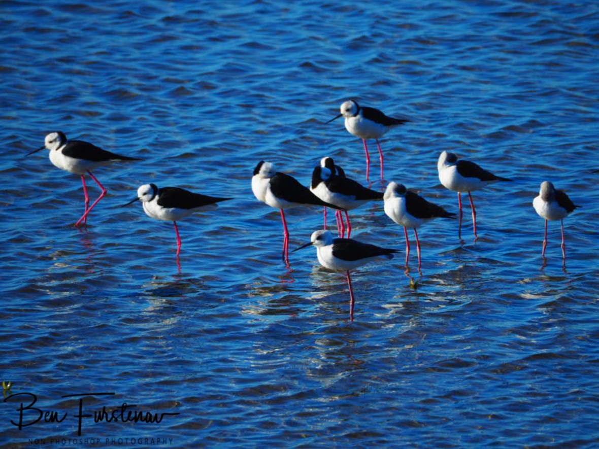 Plovers @ Deception Bay, Queensland, Australia