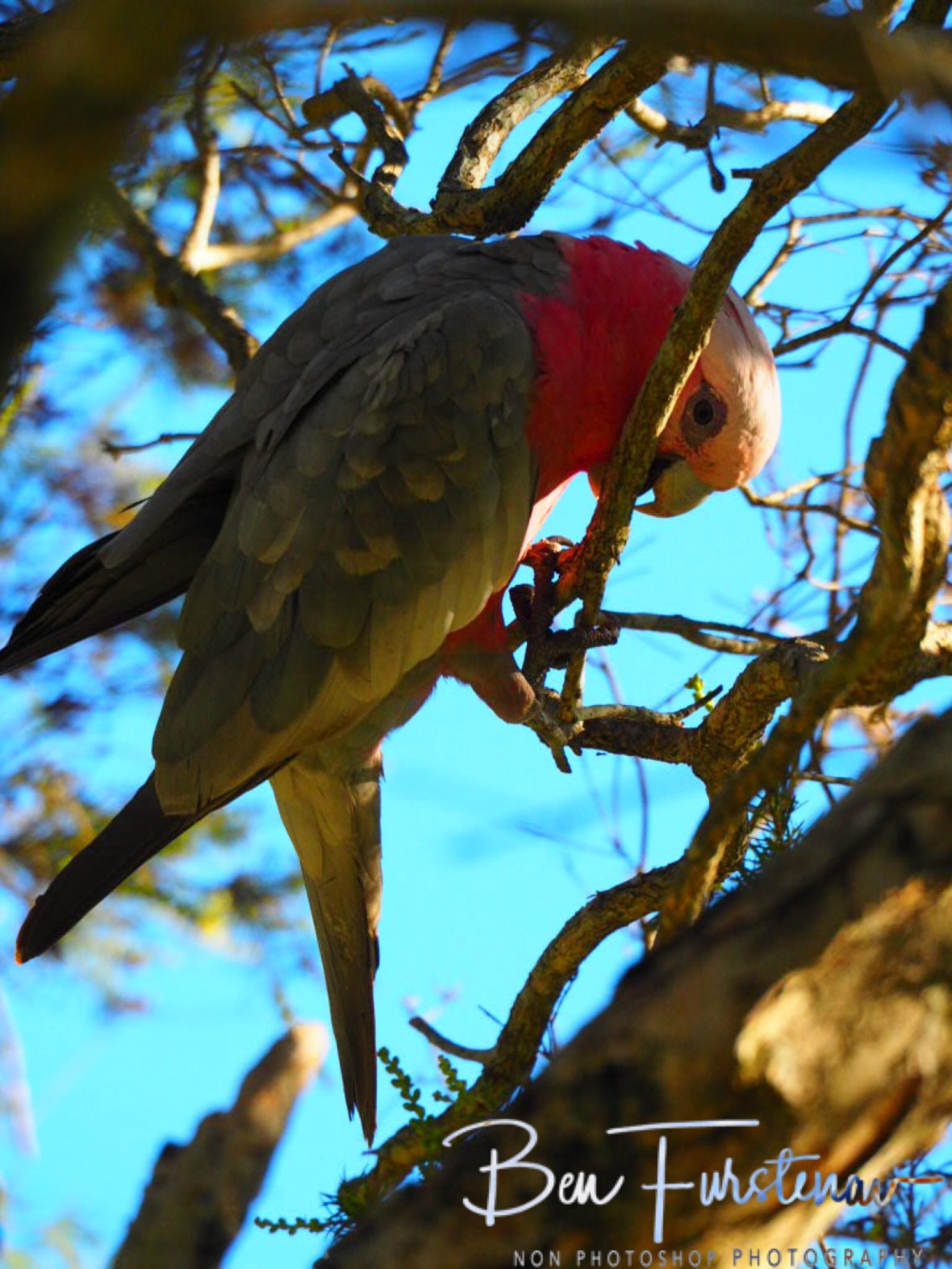 Ideal branch conditions @ Woody Head, Northern New South Wales, Australia