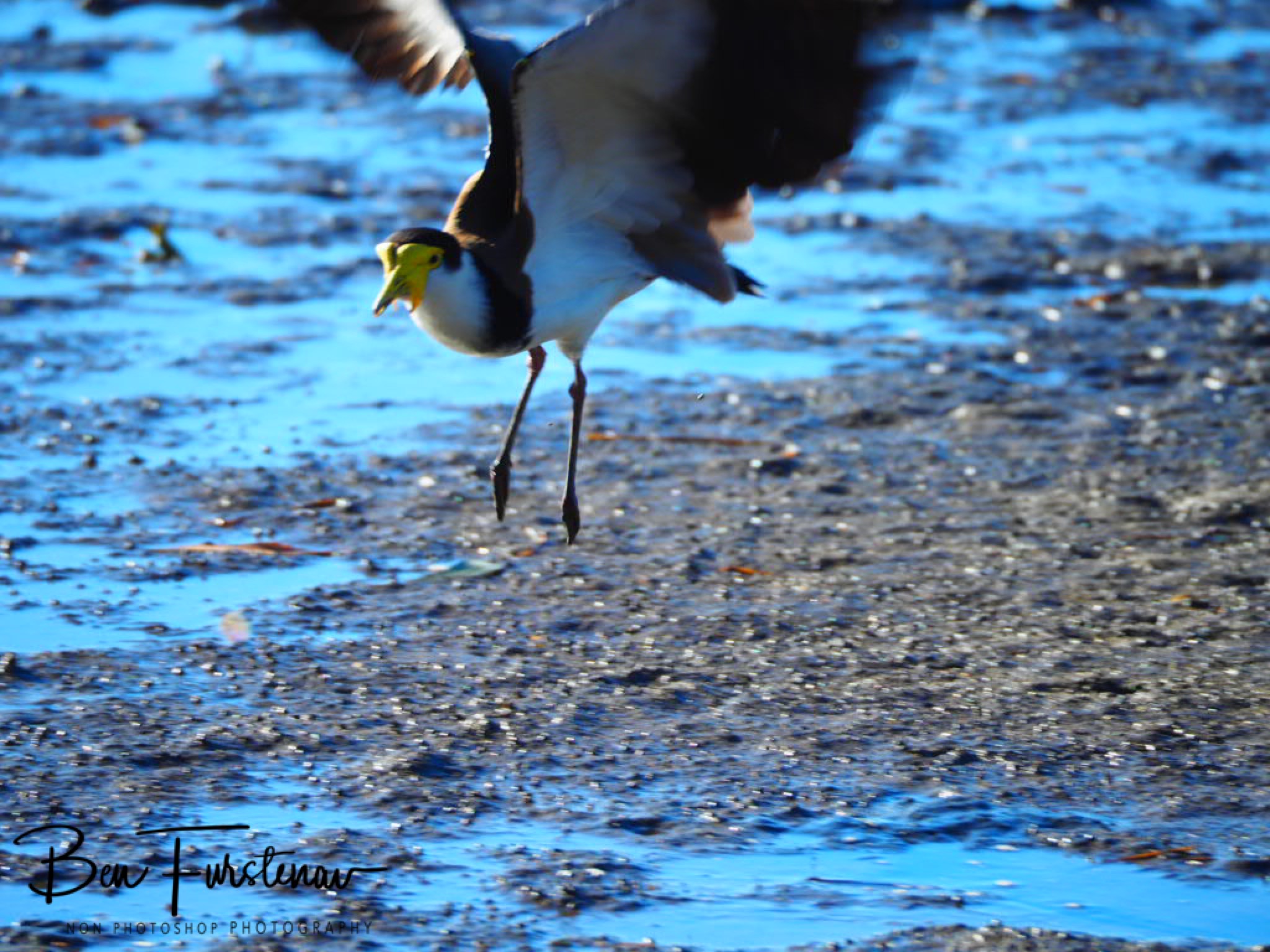 Courageous @ Deception Bay, South-East Queensland, Australia