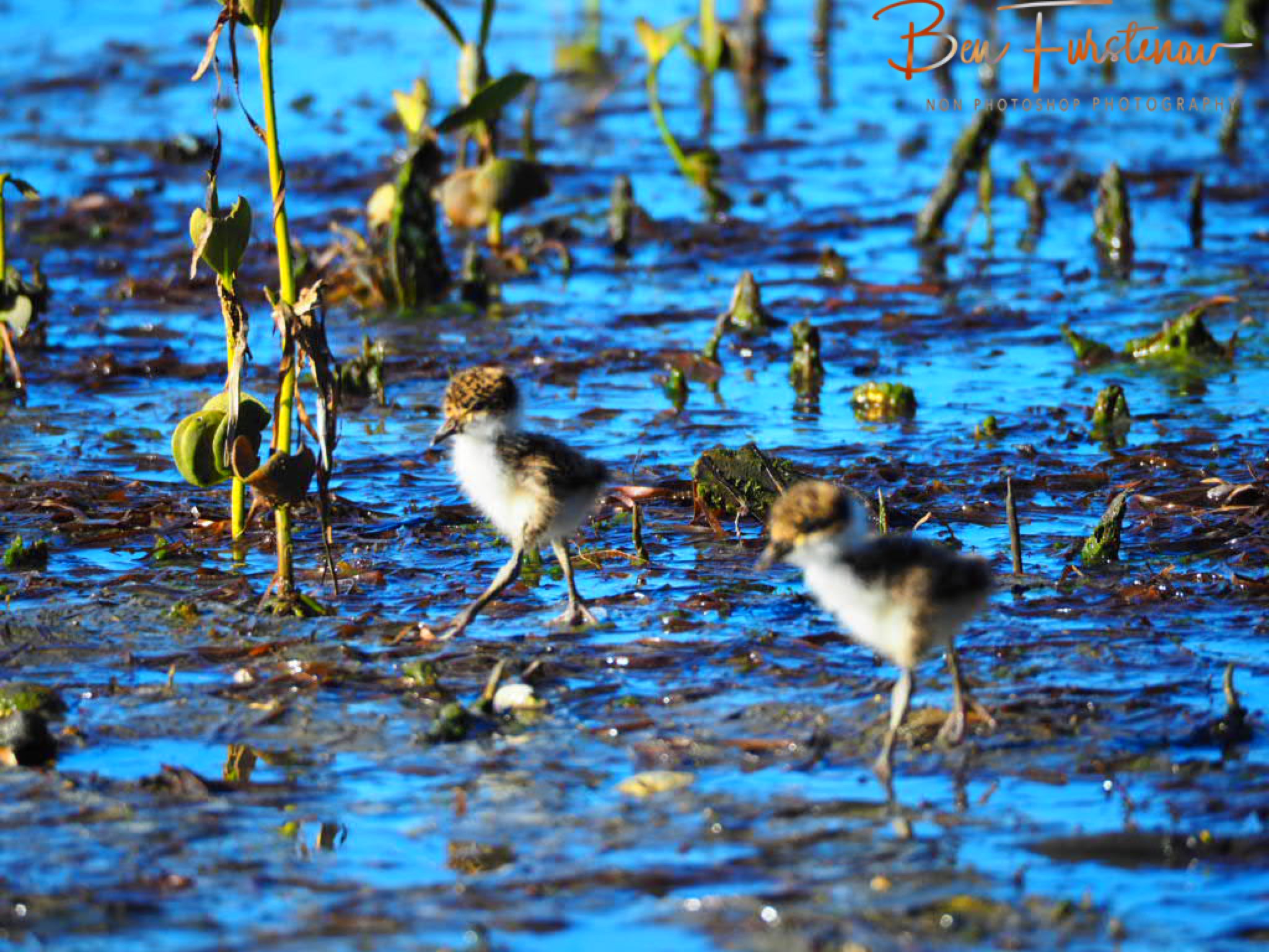 Weakest link @ Deception Bay, South-East Queensland, Australia