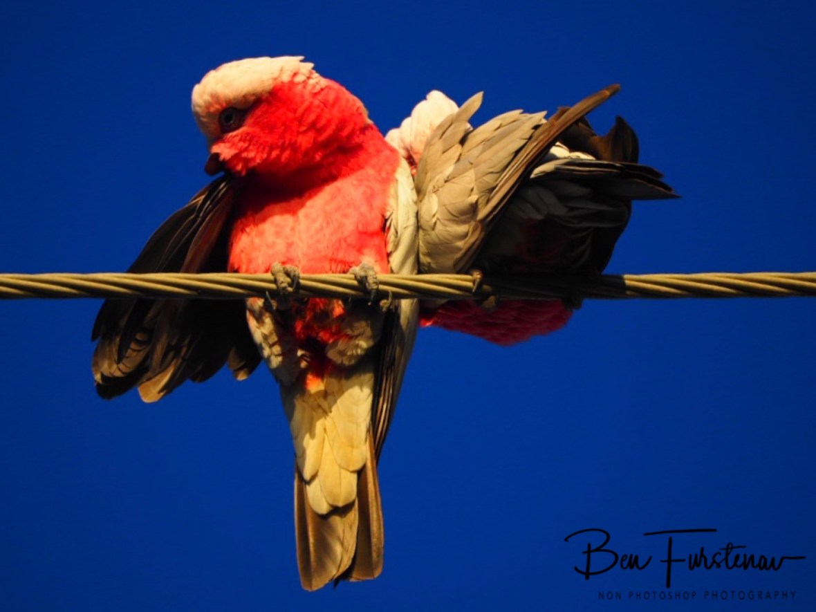 Whistle blower @ Deception Bay, South-east Queensland, Australia