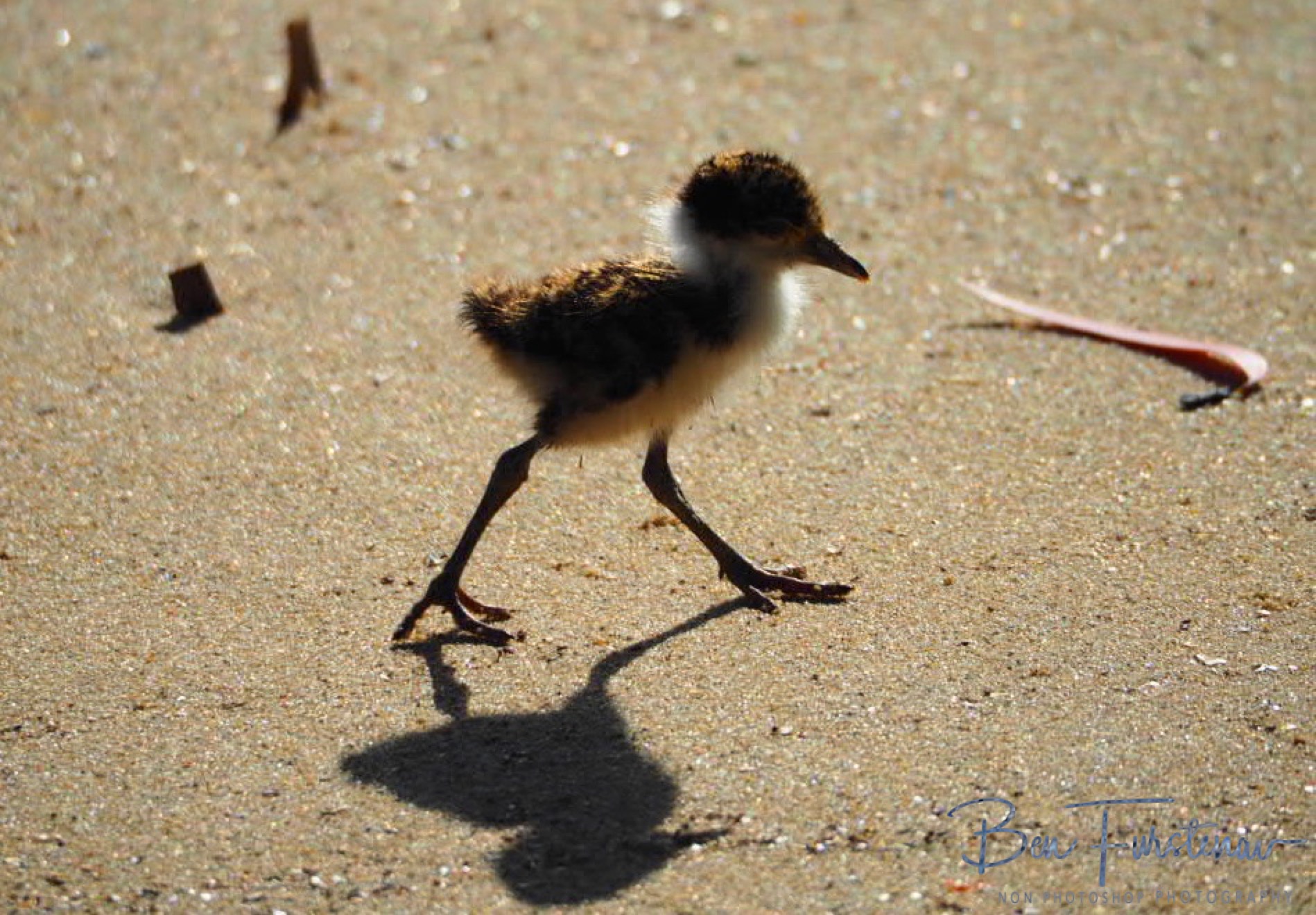 Wandering shadows @ Deception Bay, South-East Queensland, Australia
