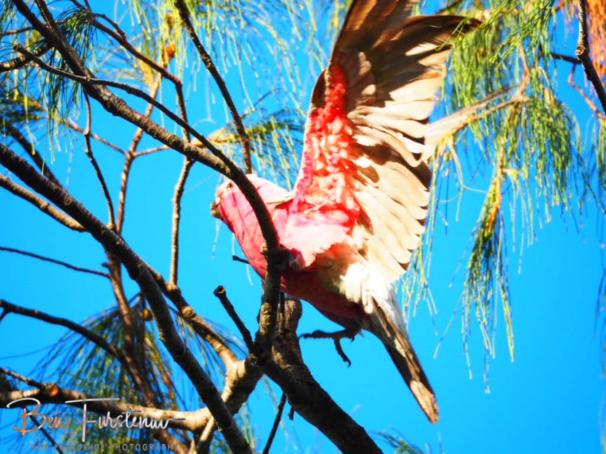 Slip up recovery @ Woolgoolga, Northern New South Wales, Australia