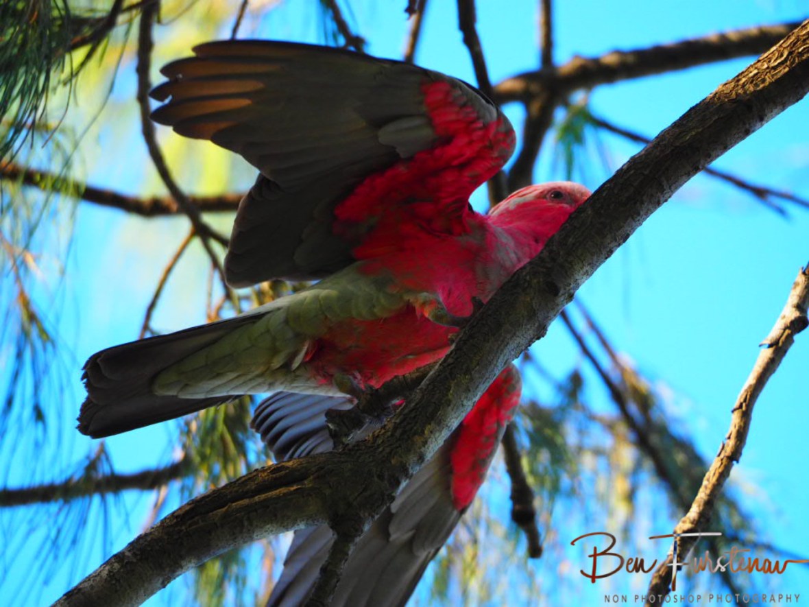 Crowd favourite @ Woolgoolga, Northern New South Wales, Australia