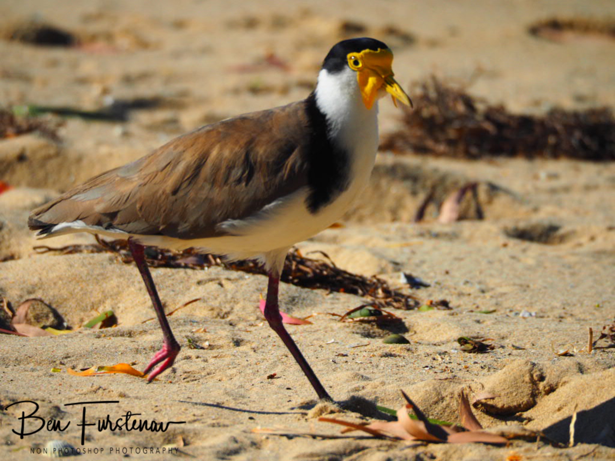 In a hurry @ Deception Bay, South-East Queensland, Australia