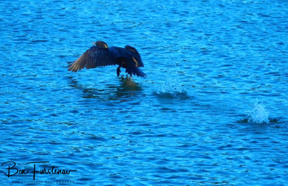 Flapping to the fishing grounds @ Brunswick Heads, Northern New South Wales, Australia