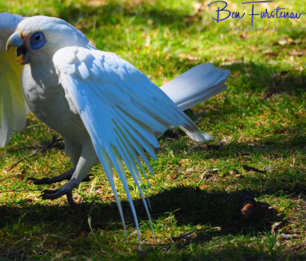 Excited @ Bribie Island, South-East Queensland, Australia
