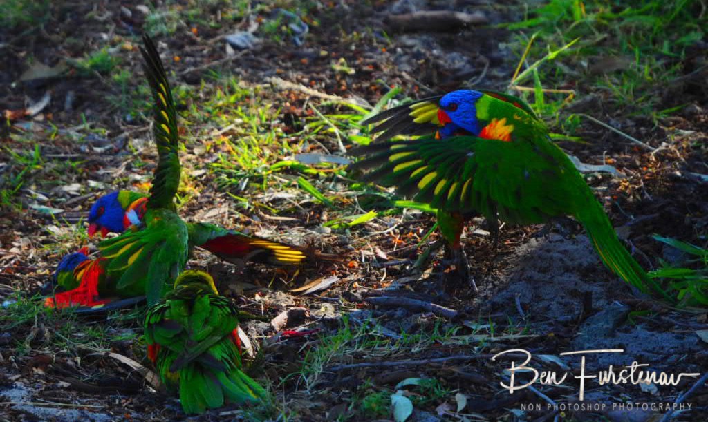 Colourful disputes @ Bribie Island, South-East Queensland, Australia 