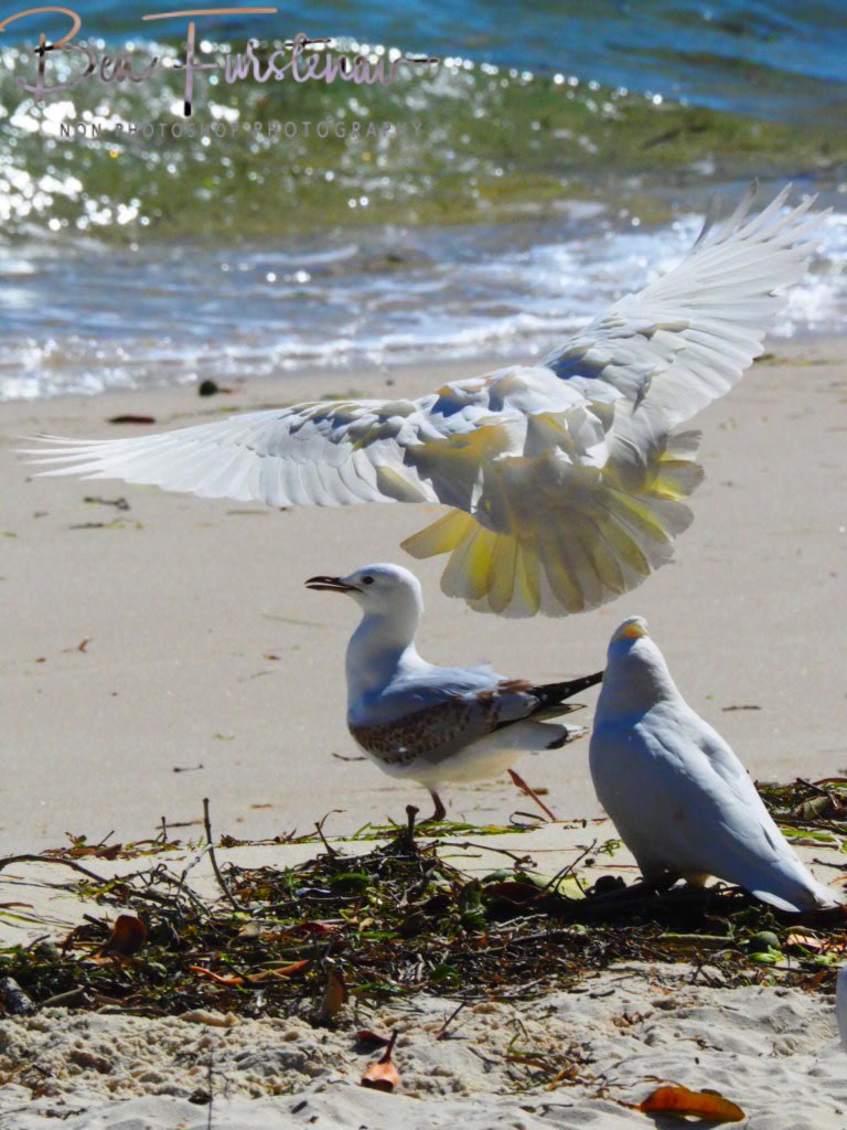 Social distancing @ Bribie Island, South-East Queensland, Australia