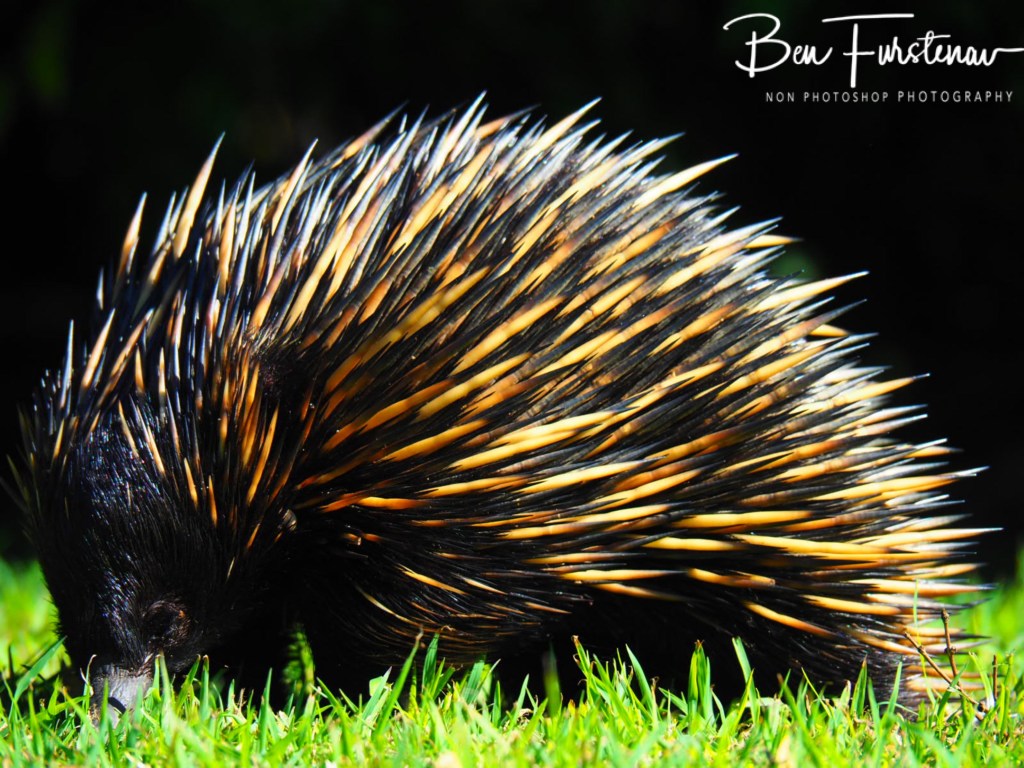 Woody Head, Northern New South Wales, Australia