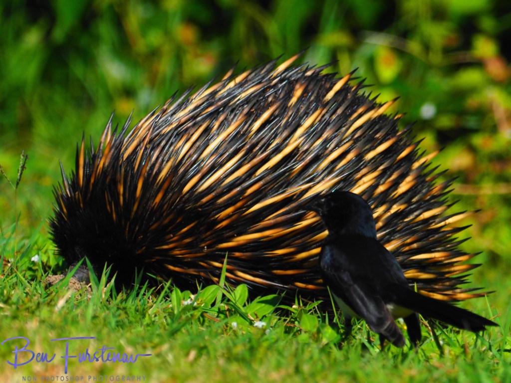 Woody Head, Northern New South Wales, Australia